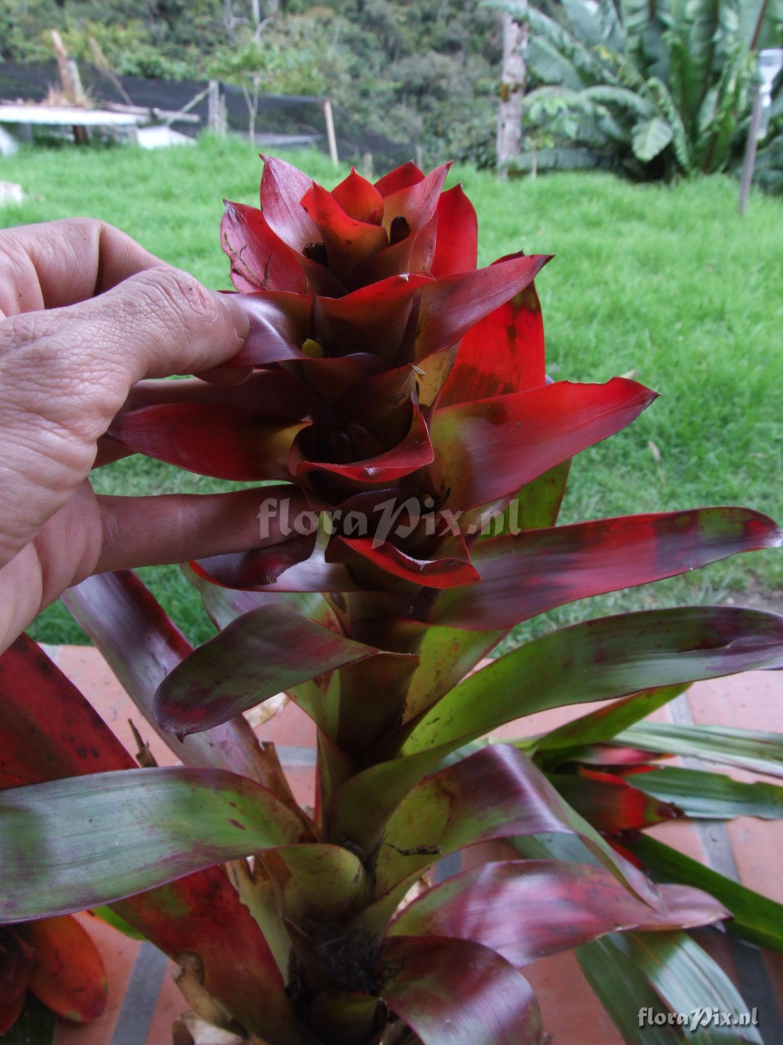 Guzmania gloriosa (Andr) Andr ex Mez