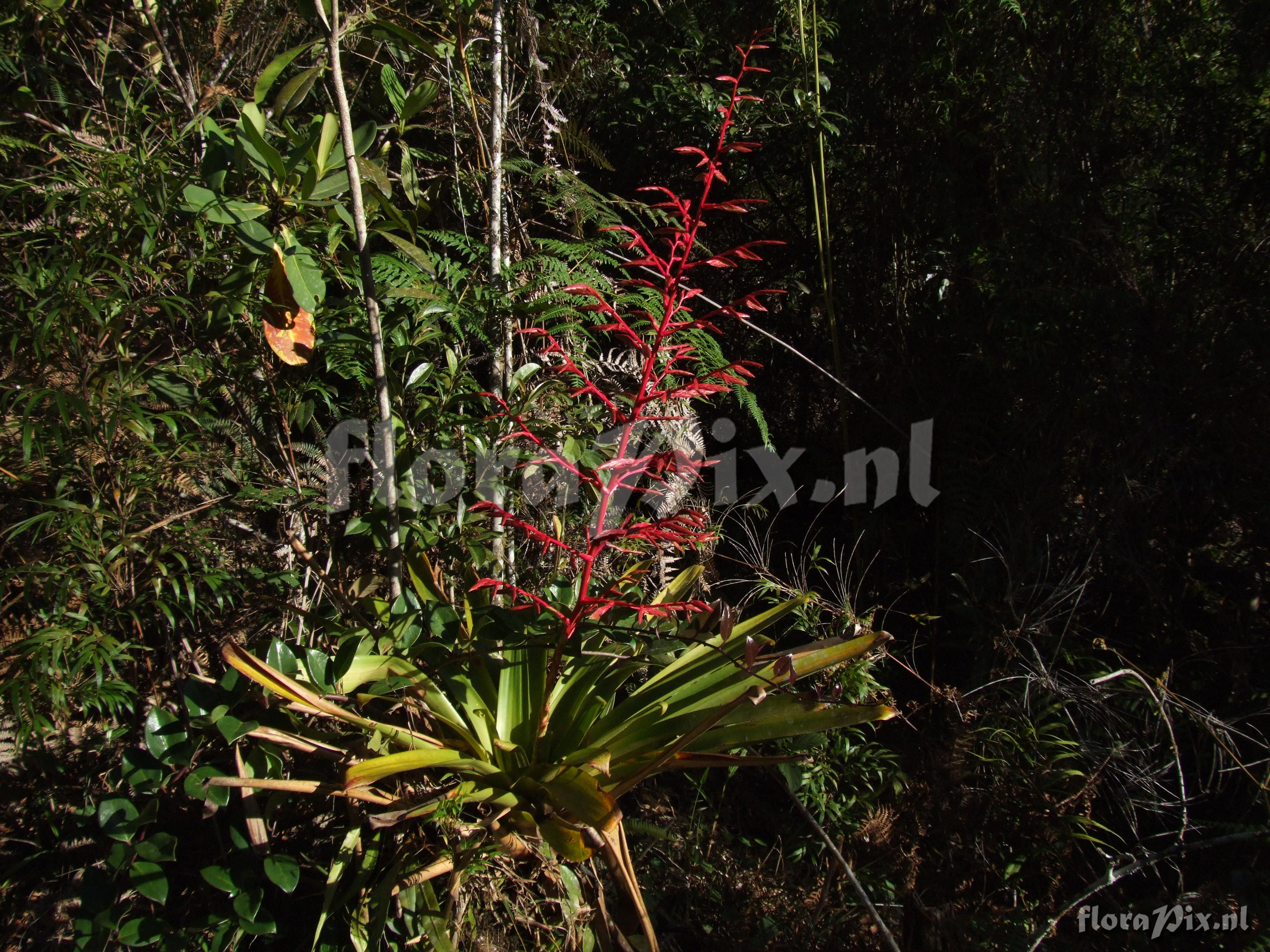 Tillandsia tovariensis 