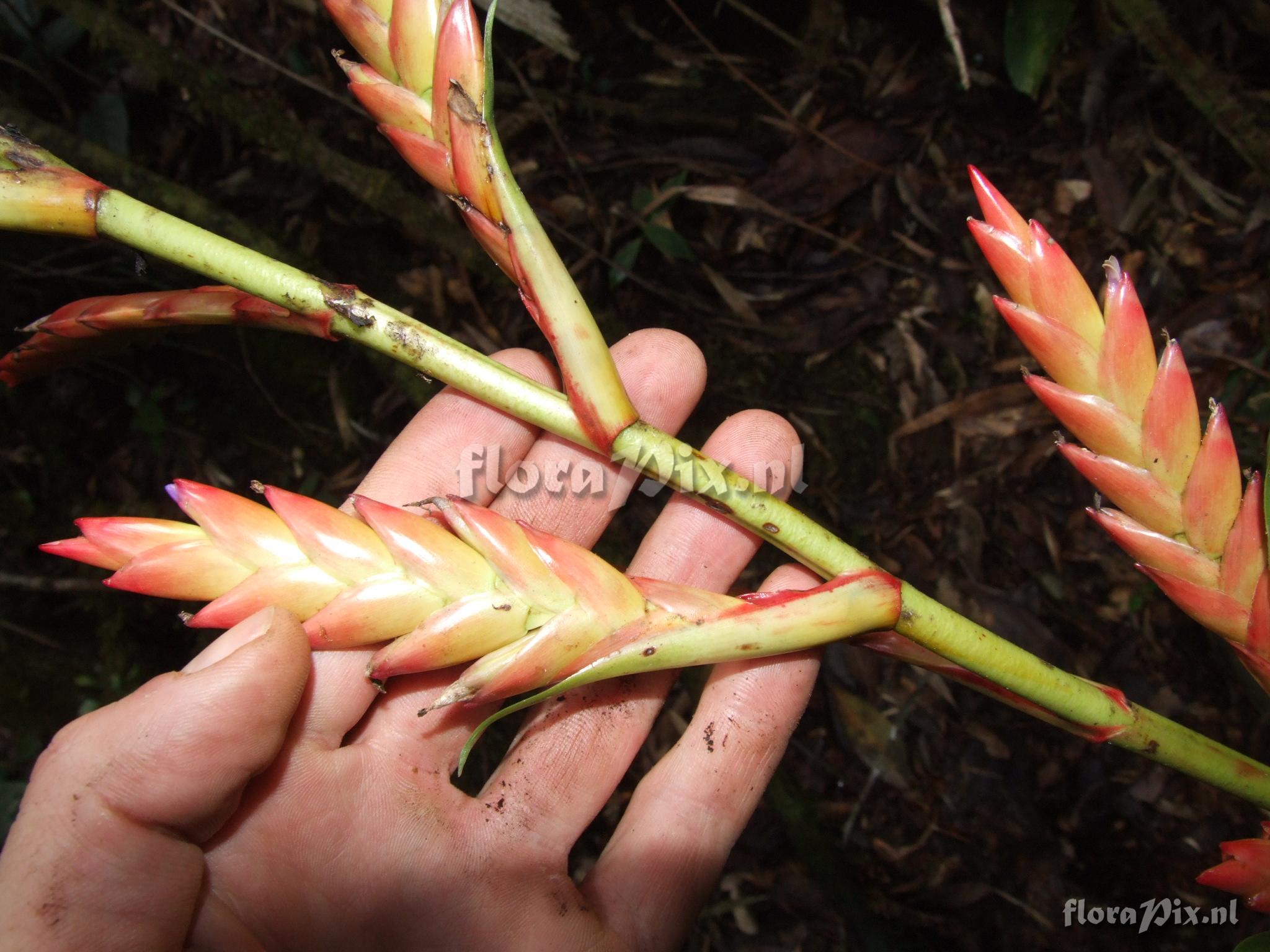 Tillandsia  