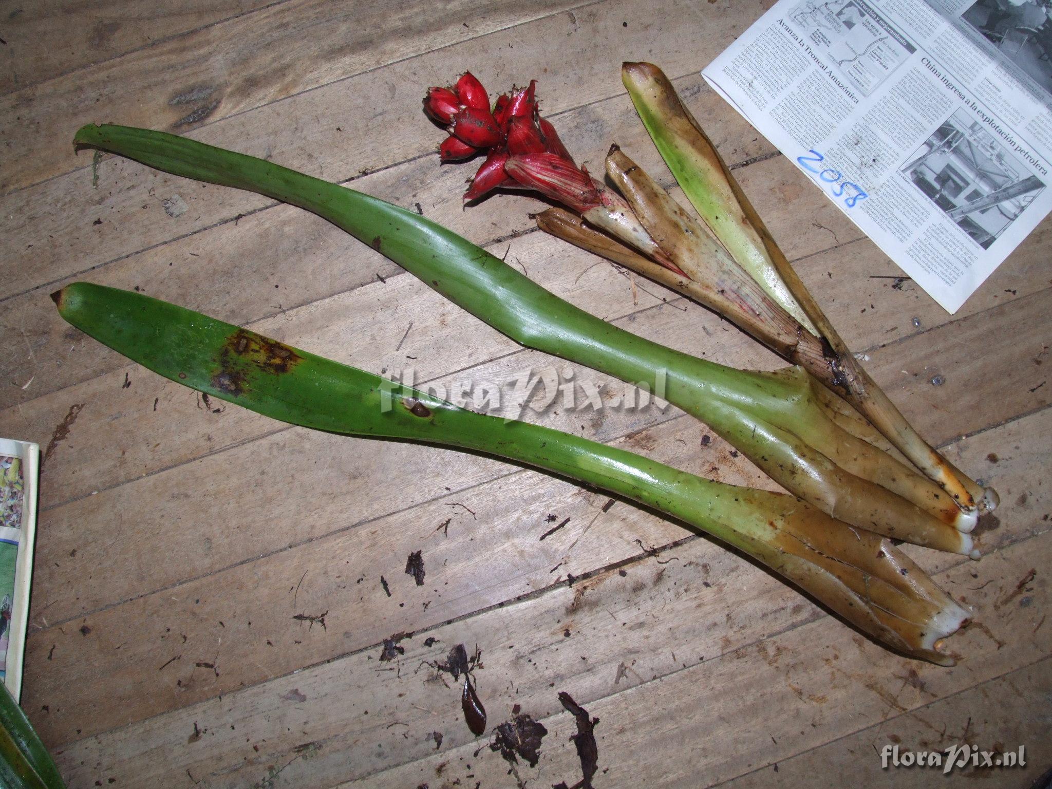 Mezobromelia cf. capituligera 