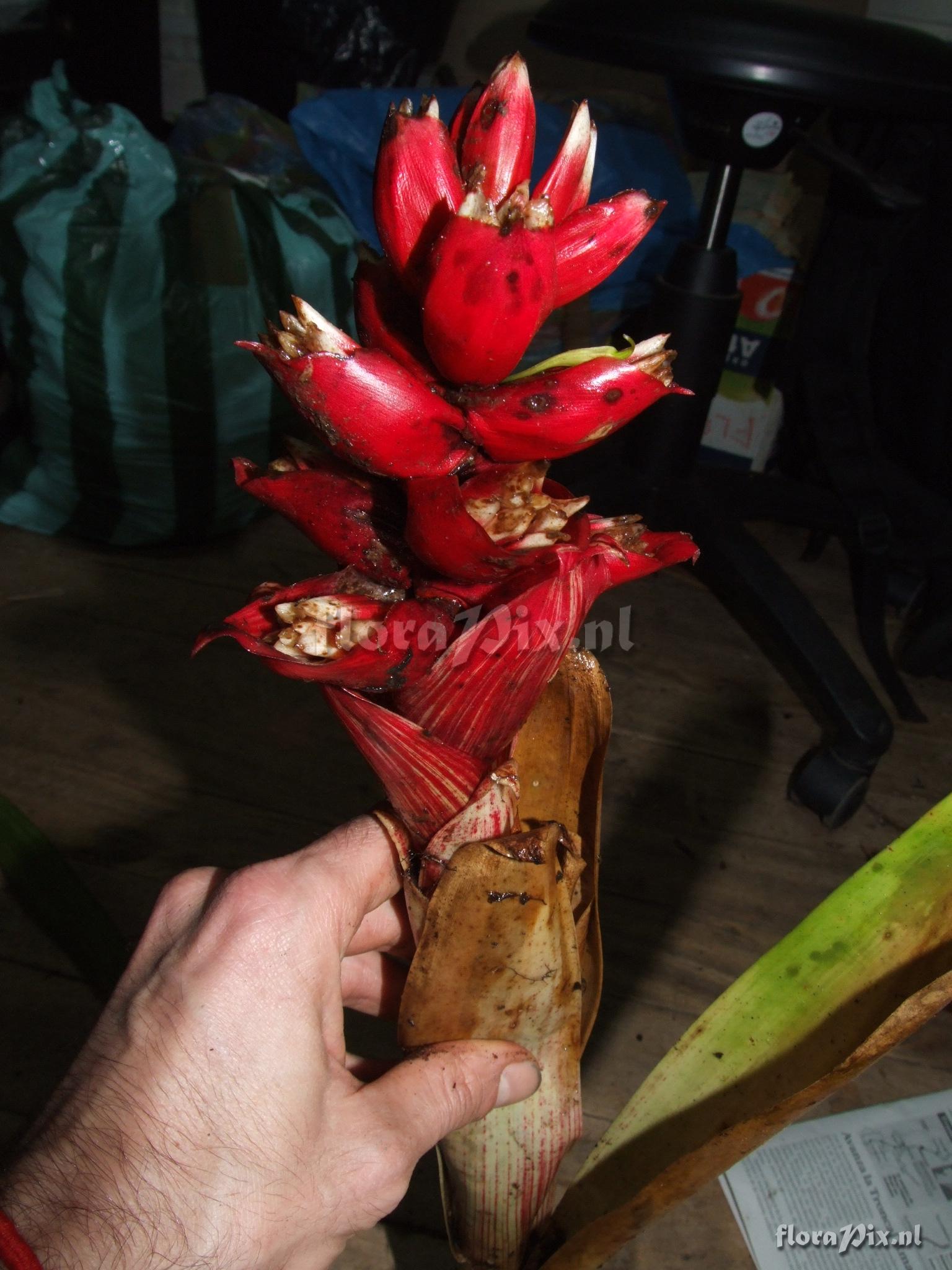 Mezobromelia cf. capituligera 