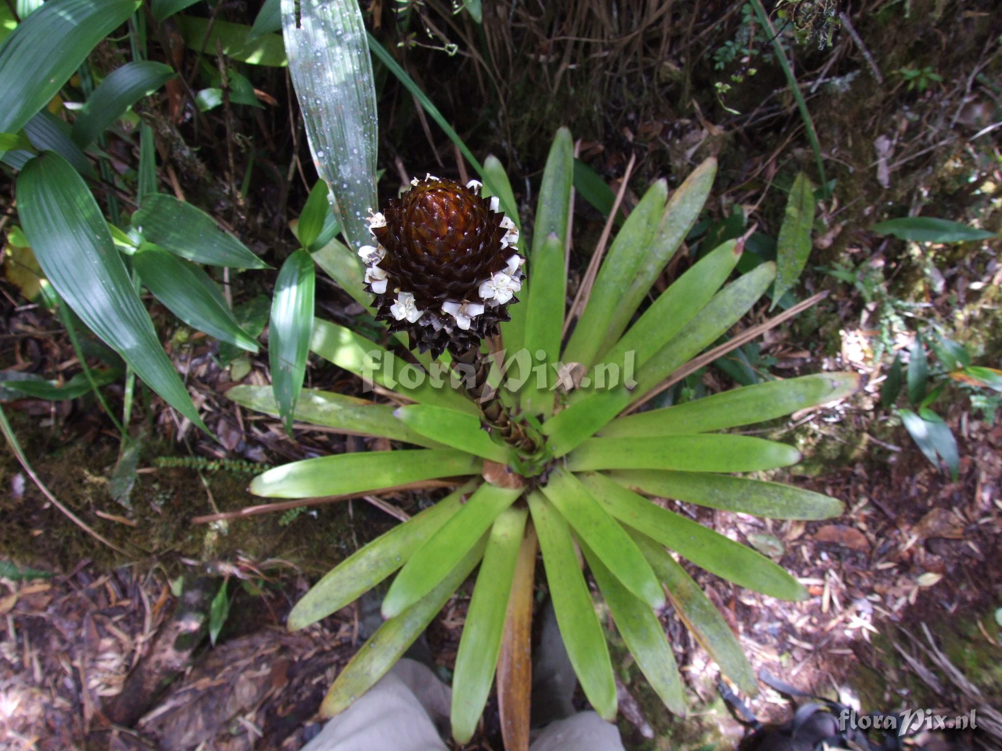 Guzmania coriostachya