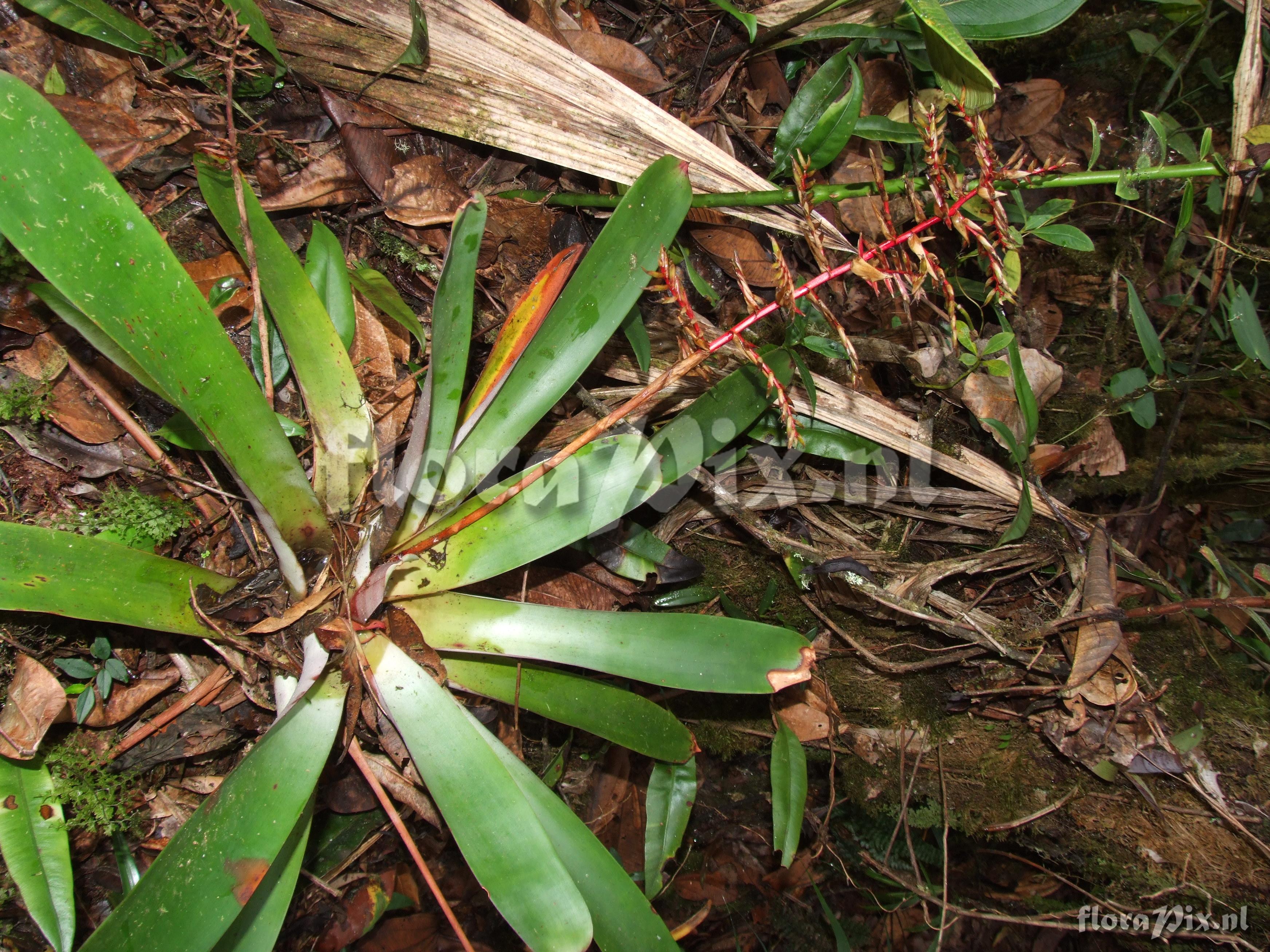 Tillandsia asplundii L.B. Sm.