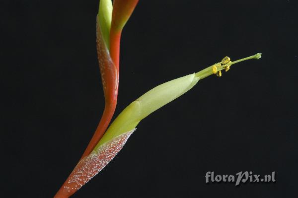 Tillandsia albida