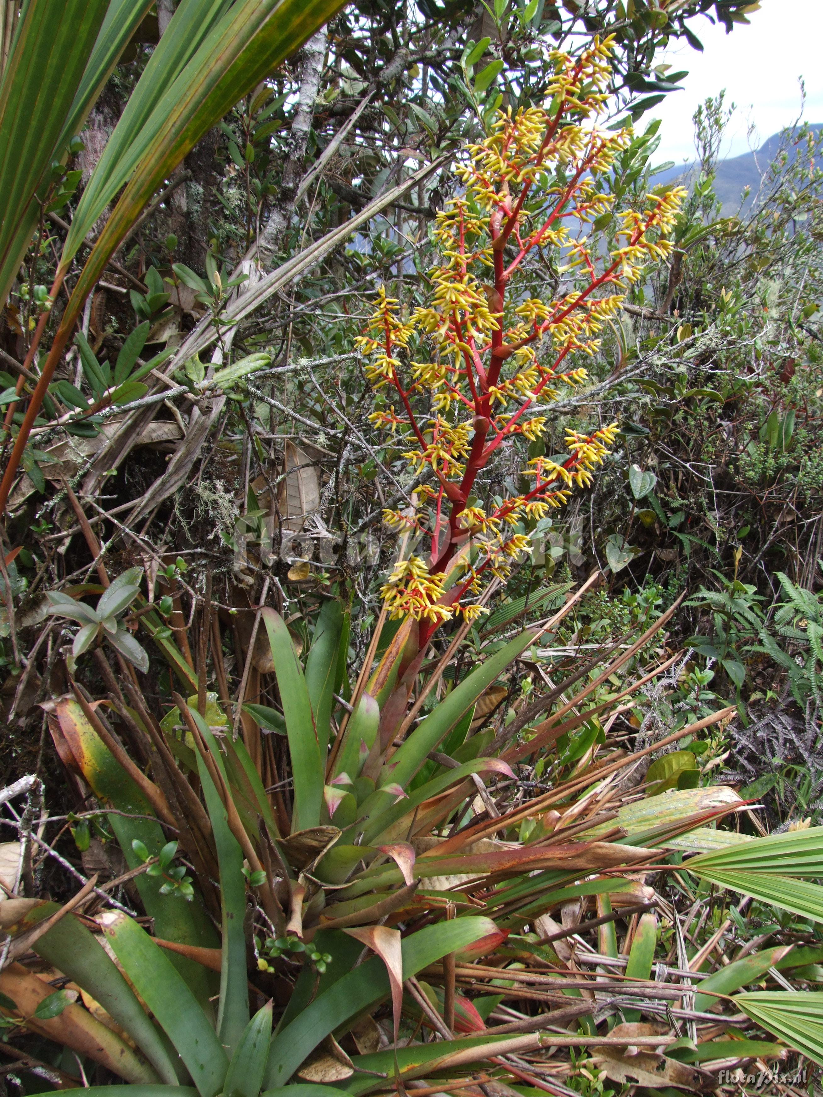 Guzmania cf. diffusa L.B. Sm.