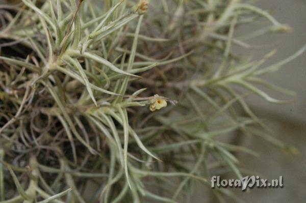 Tillandsia andicola