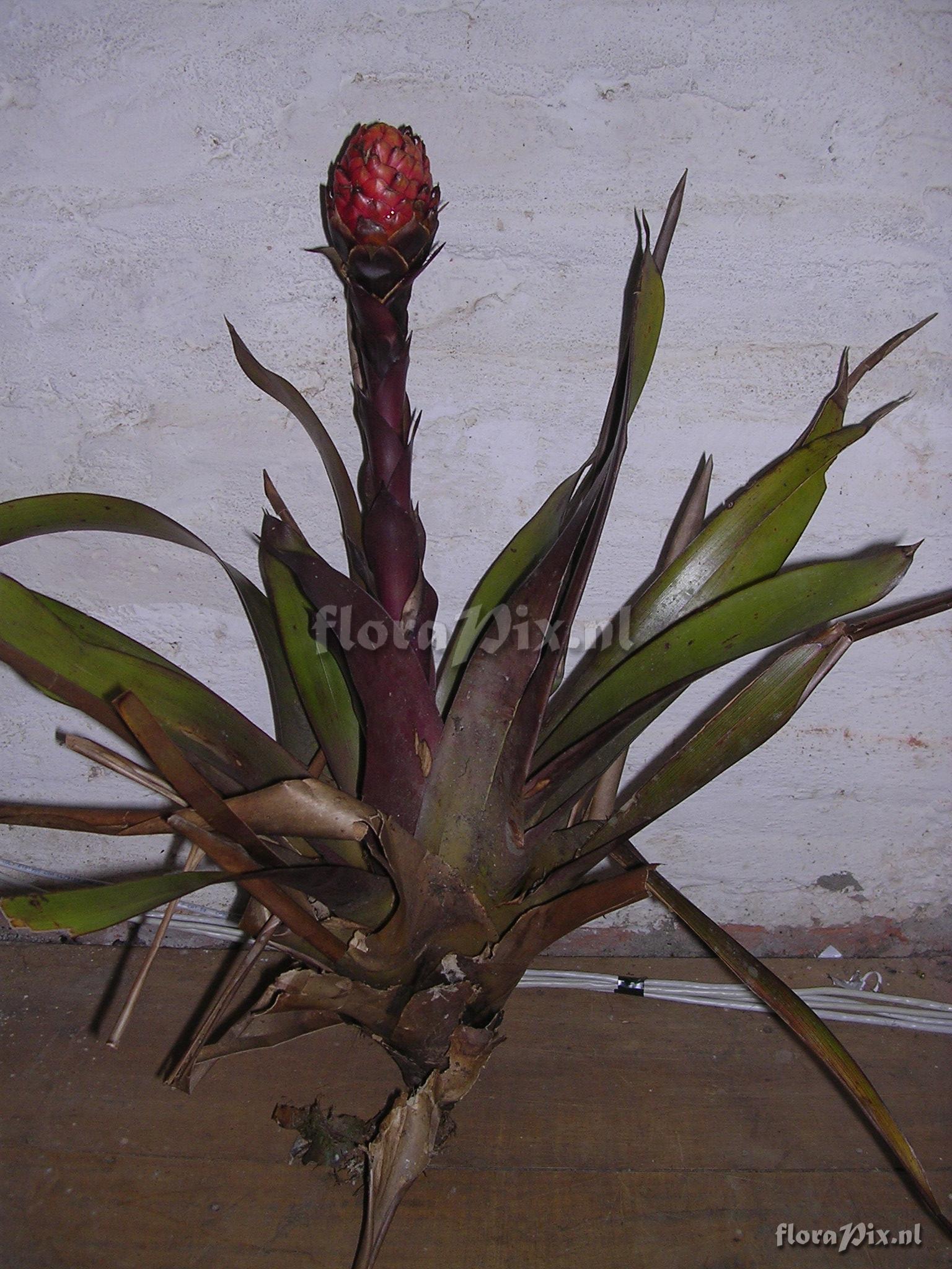 Guzmania bipartita