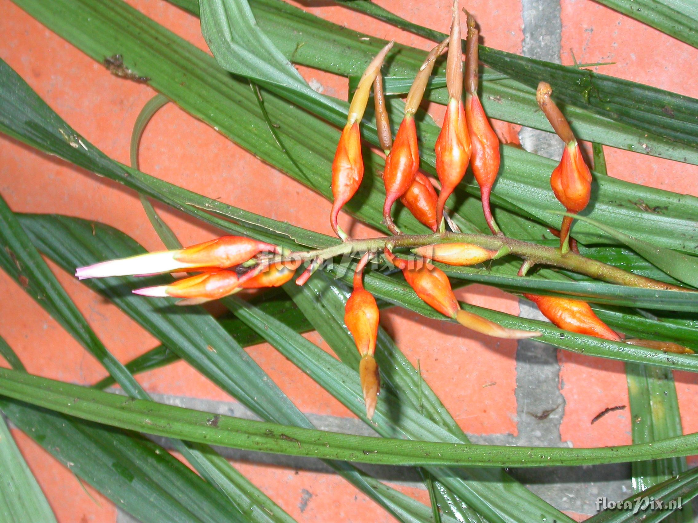 Pitcairnia cf. hiertzii 