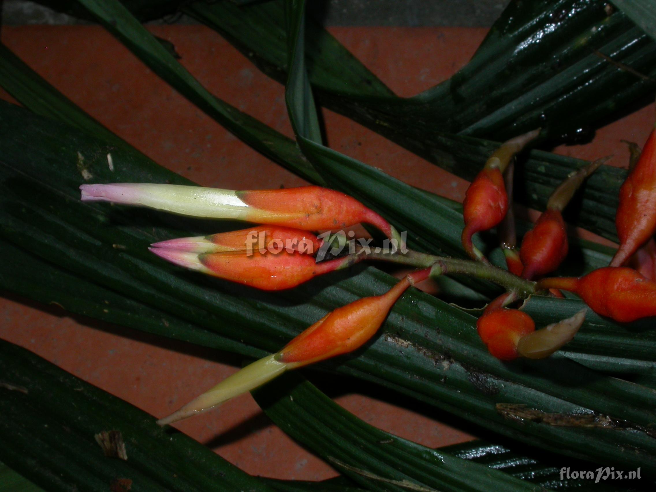 Pitcairnia cf. hiertzii 