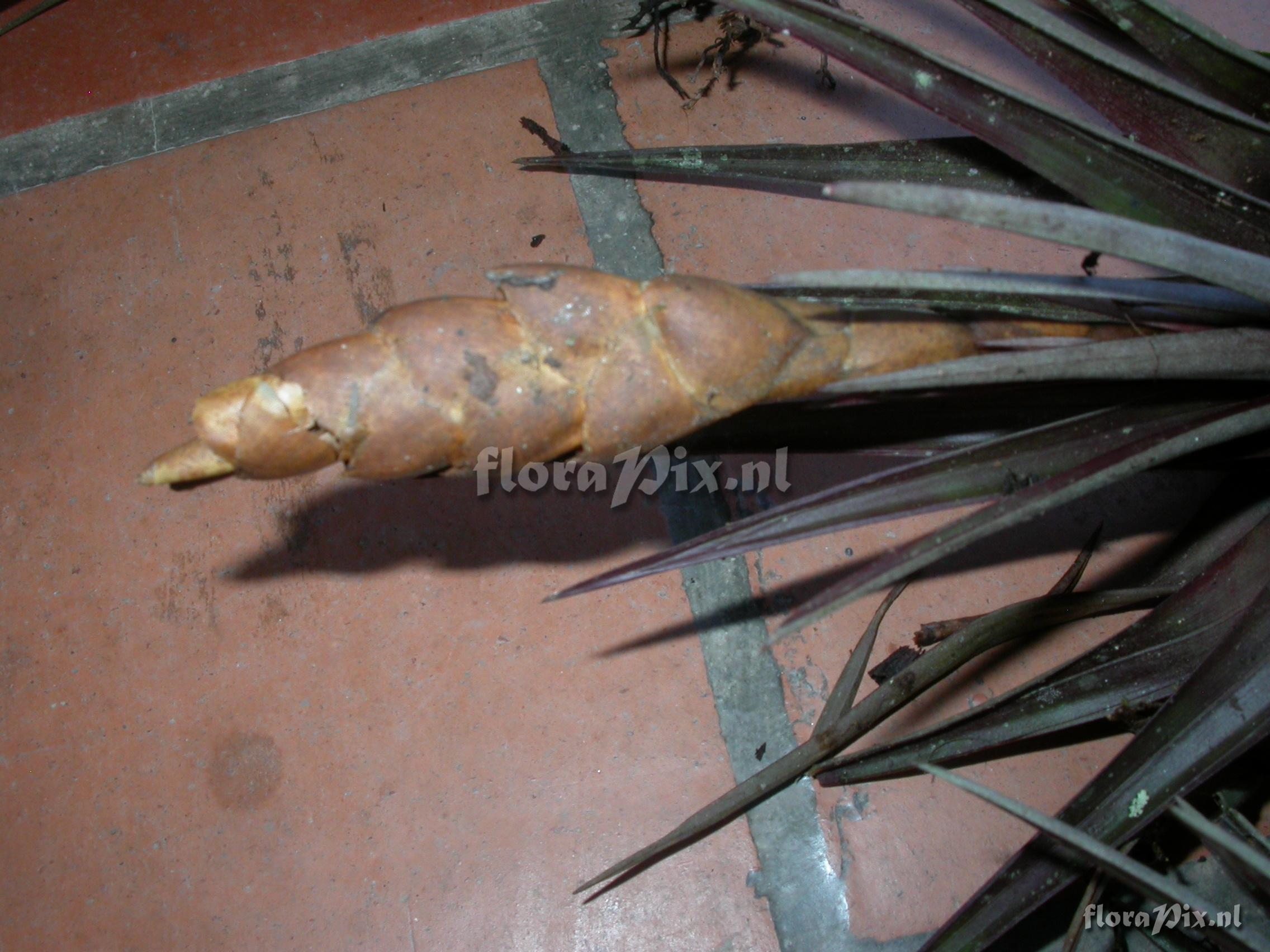 Tillandsia cathcartii (H. Luther) J.R. Grant