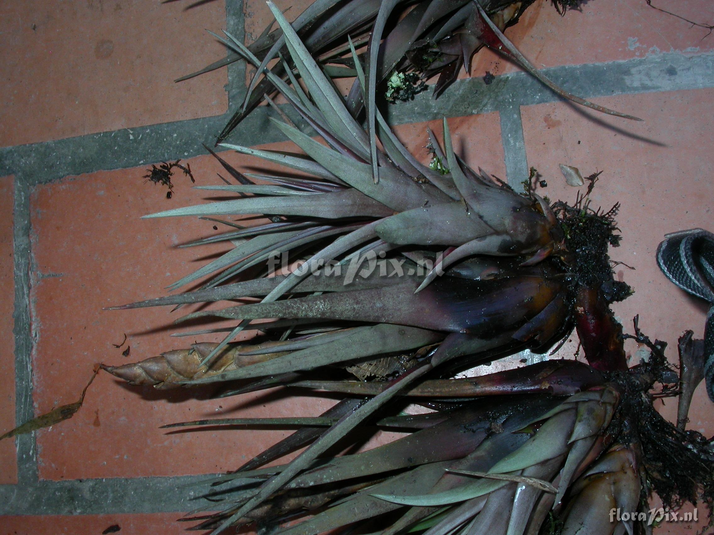 Tillandsia cathcartii (H. Luther) J.R. Grant