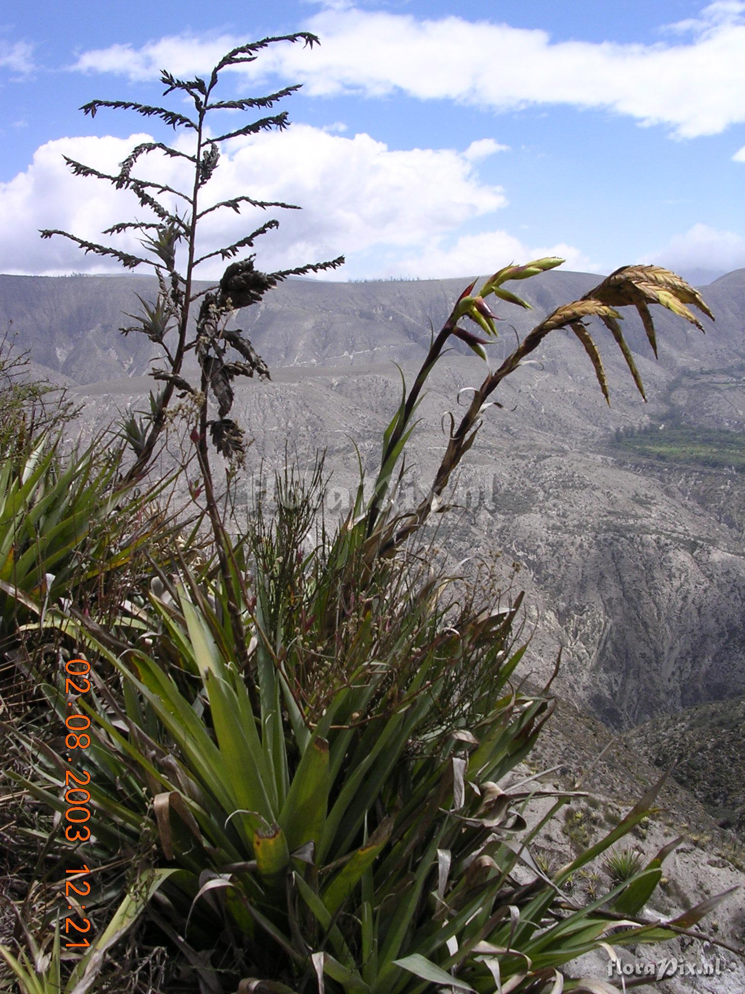 Tillandsia lajensis L.B. Sm.