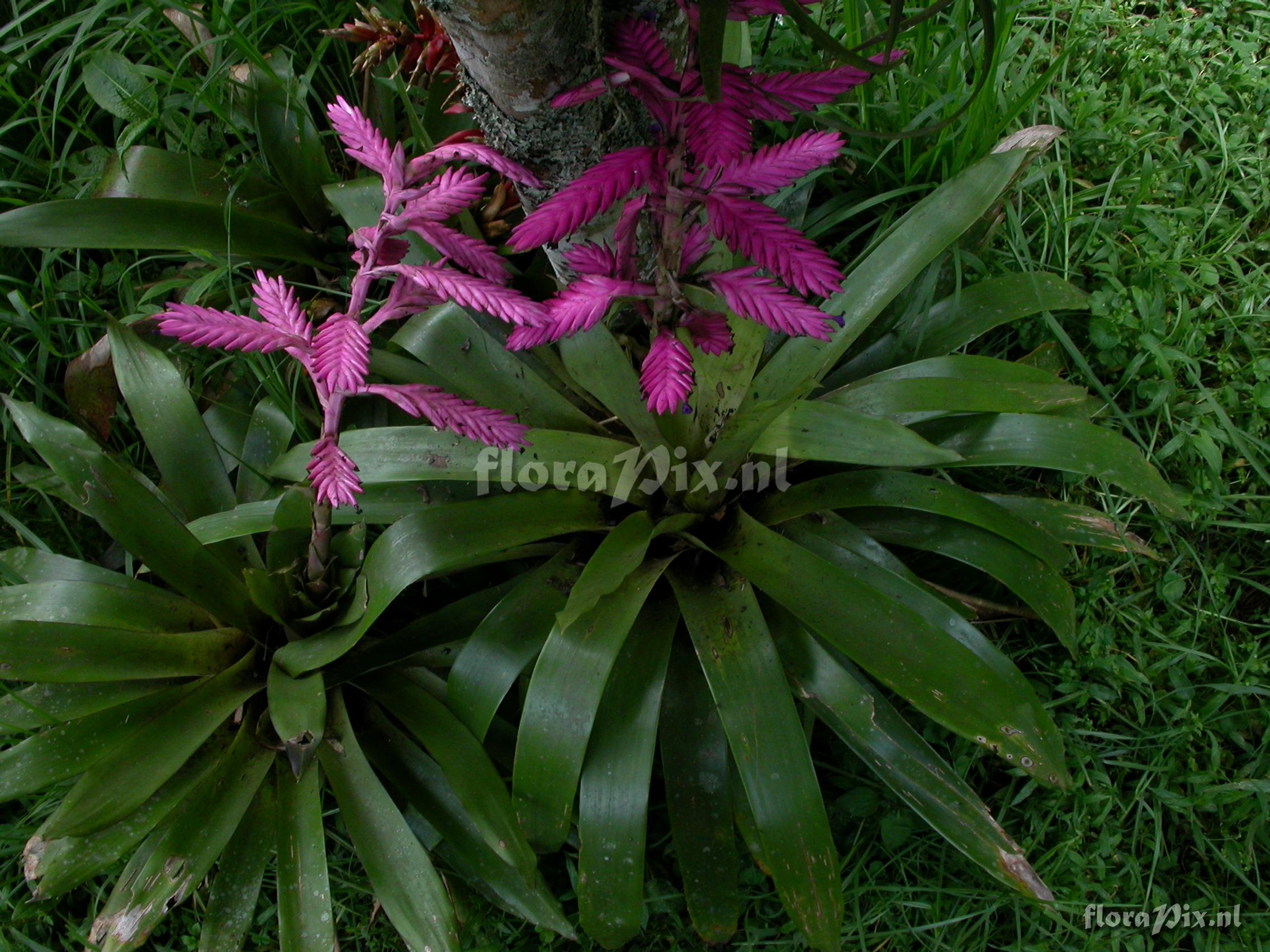 Tillandsia platyrhachis 