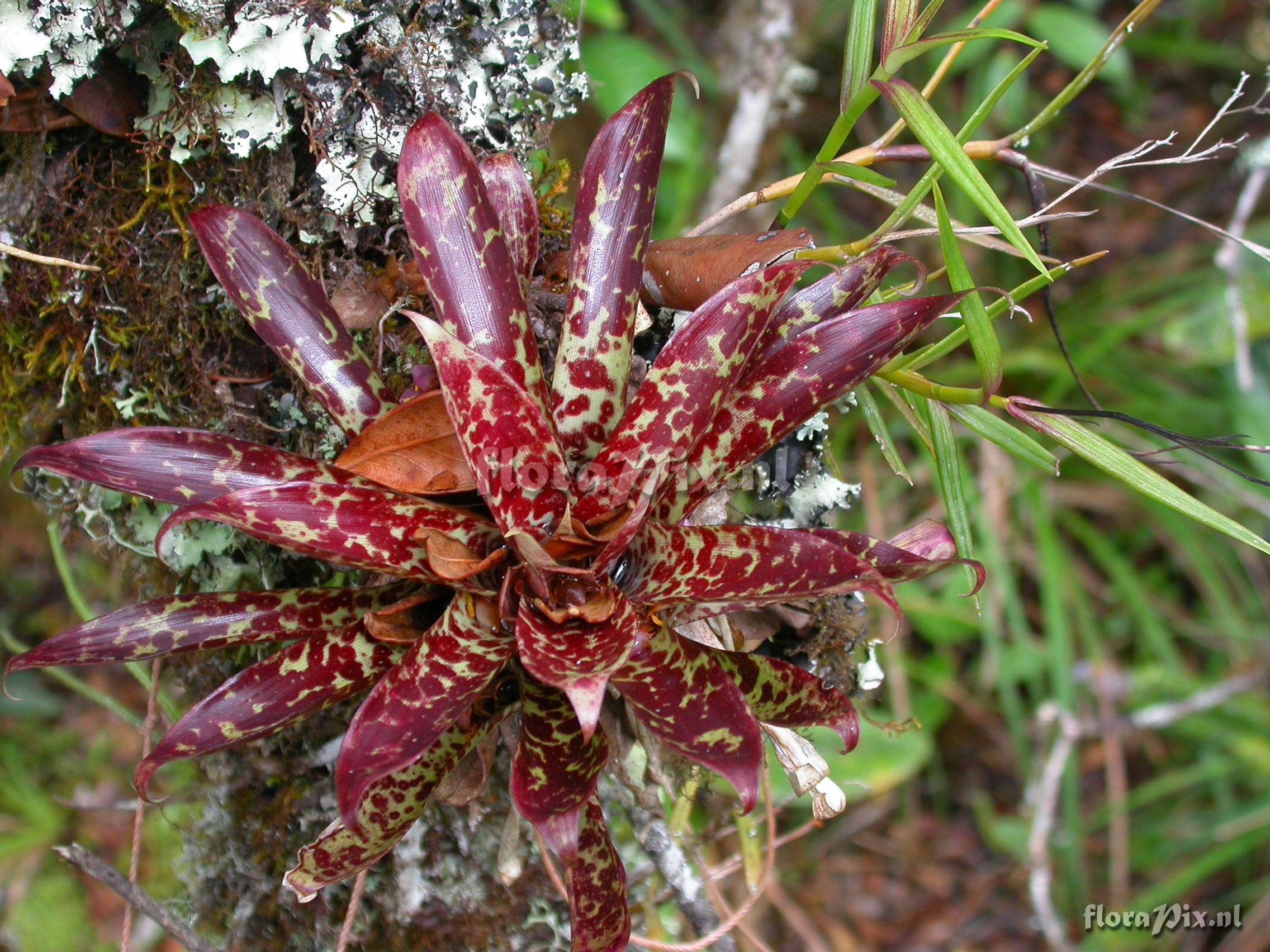 Tillandsia biflora