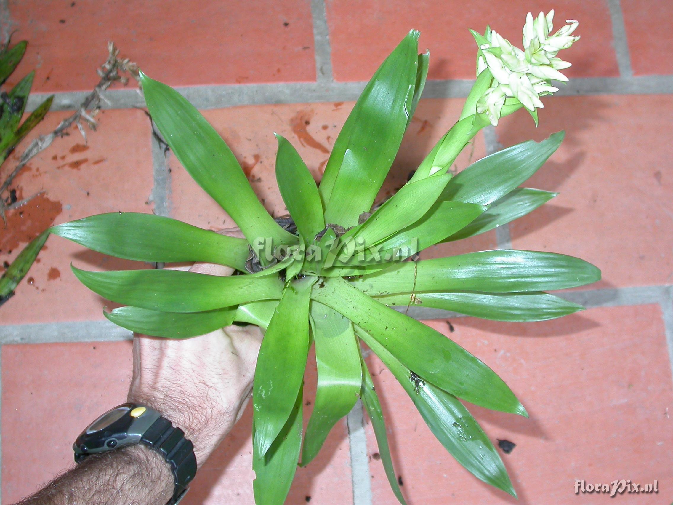 Tillandsia biflora R. & P.