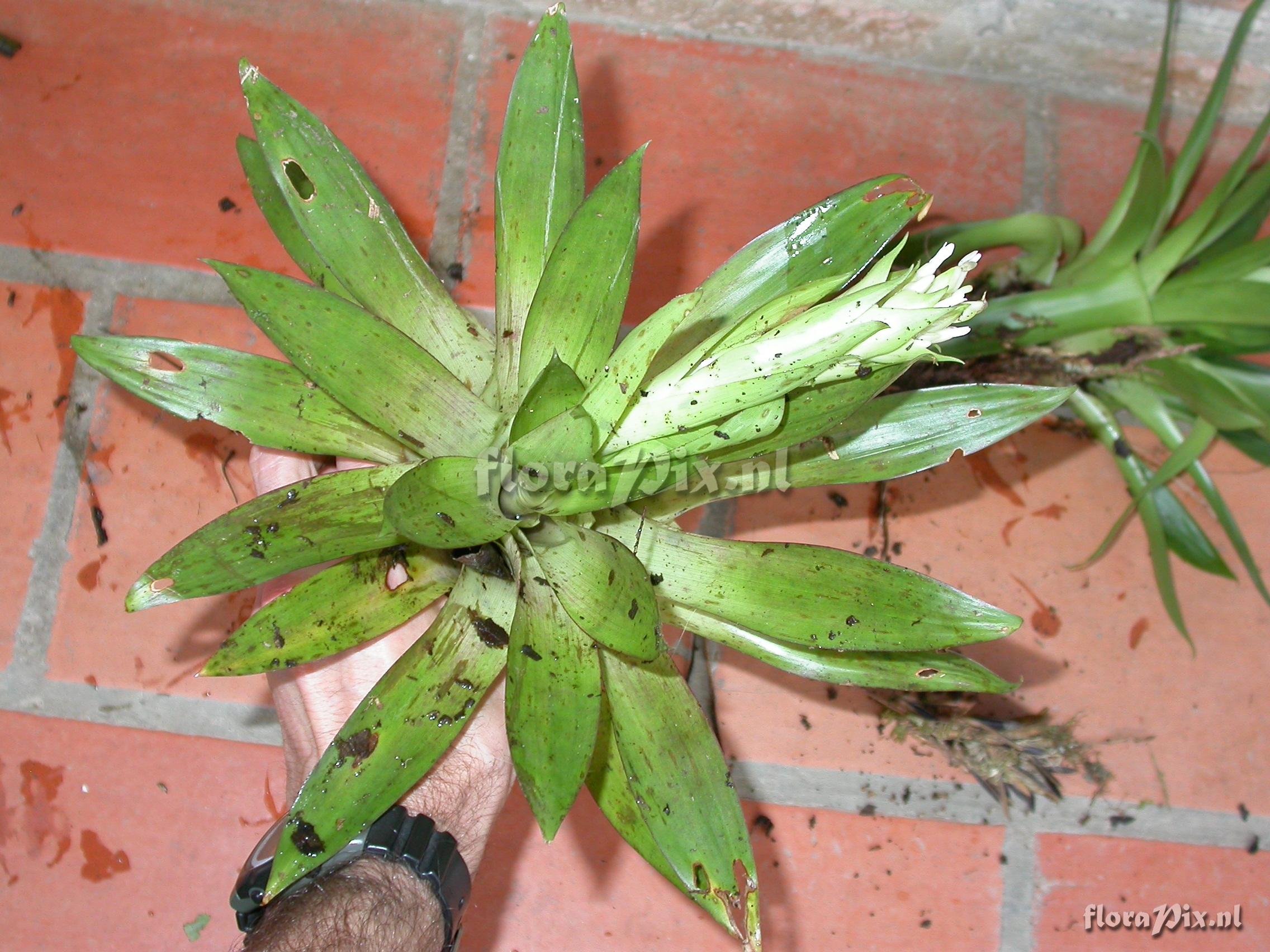 Tillandsia biflora R. & P.