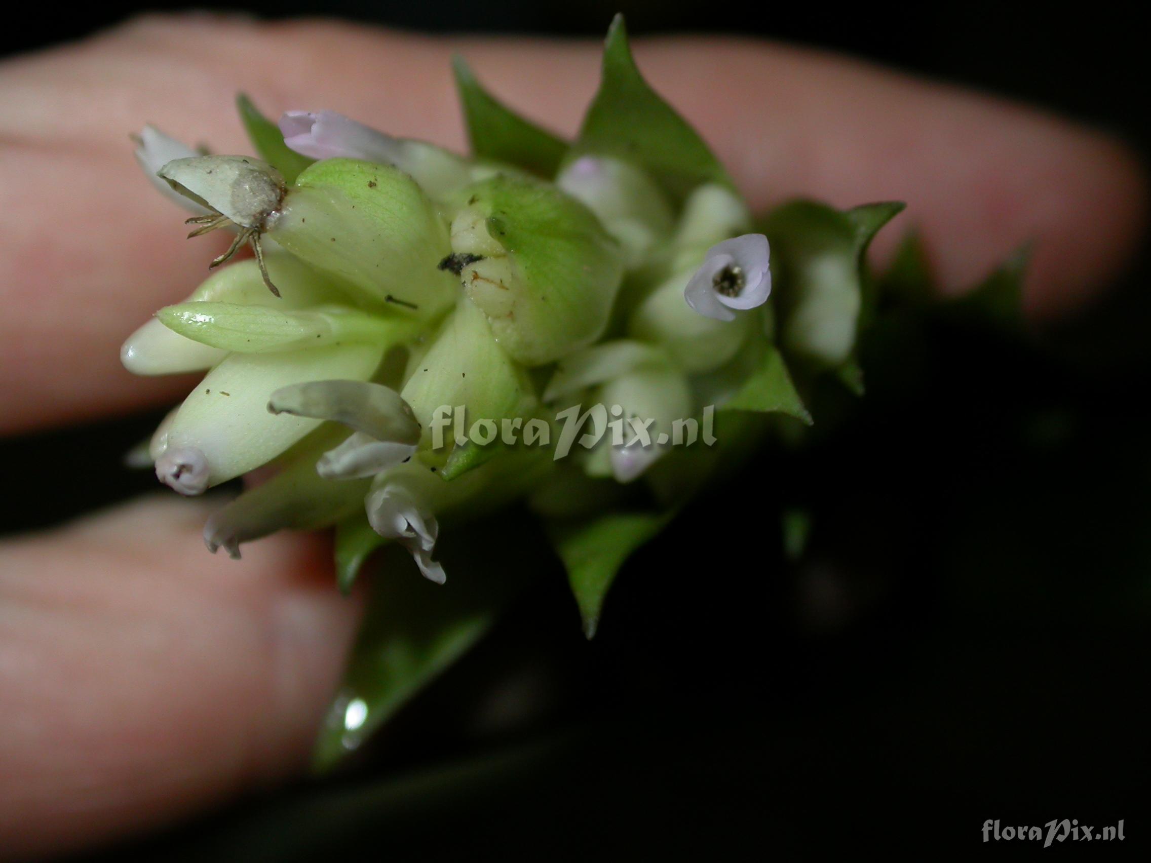 Tillandsia biflora R. & P.