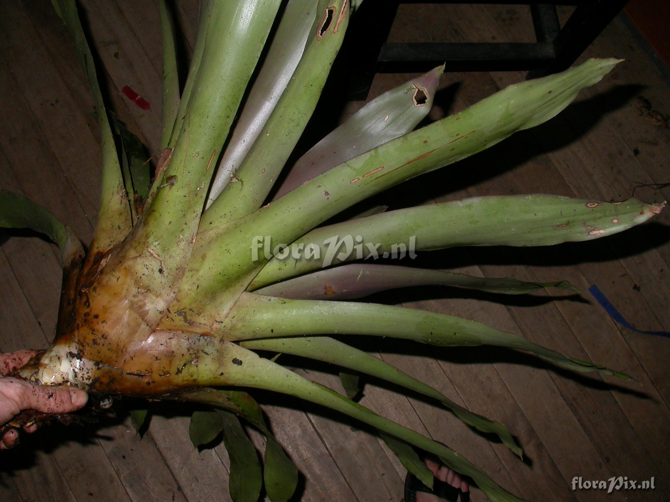 Tillandsia platyrhachis 