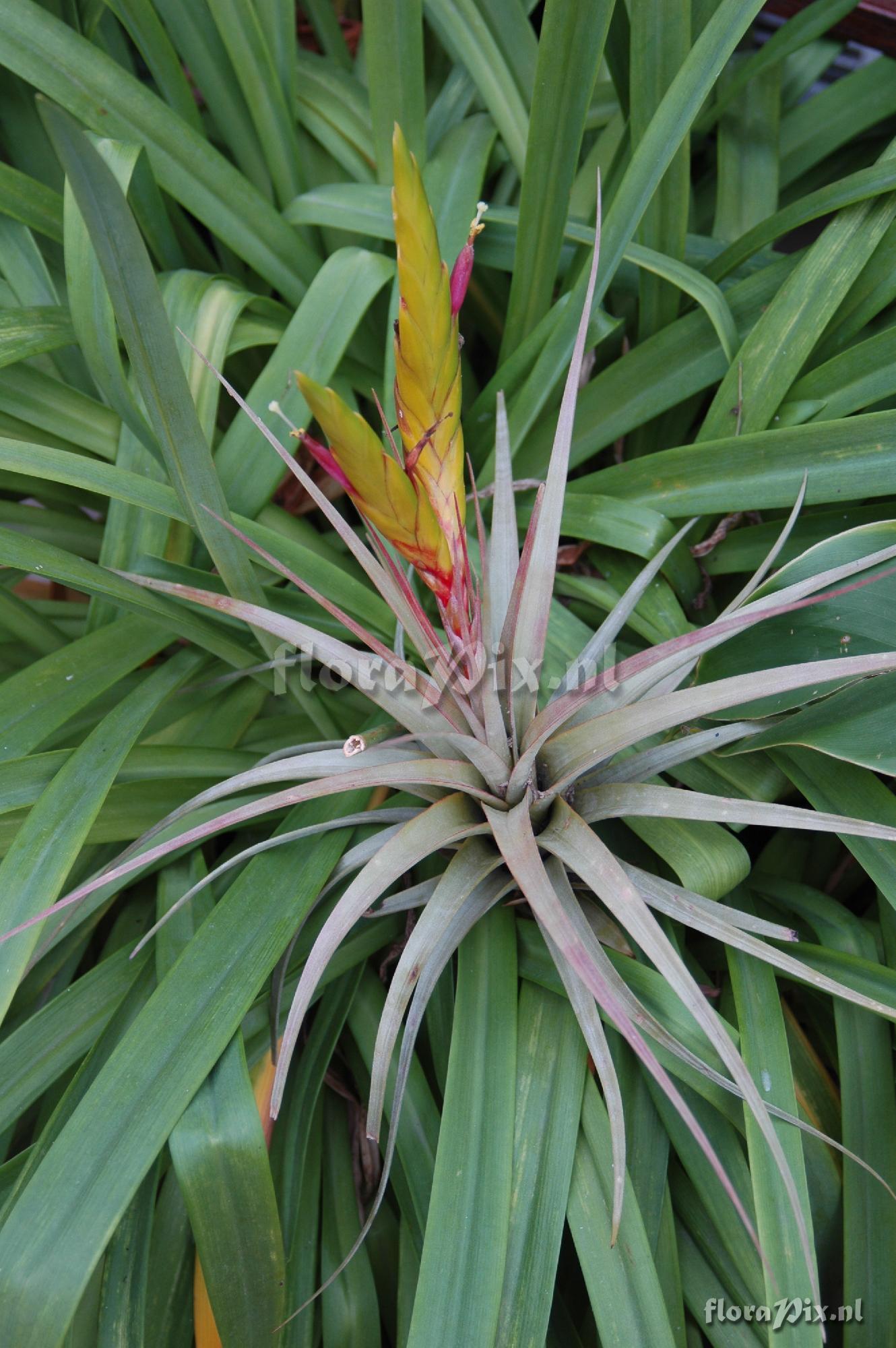 Tillandsia acostae