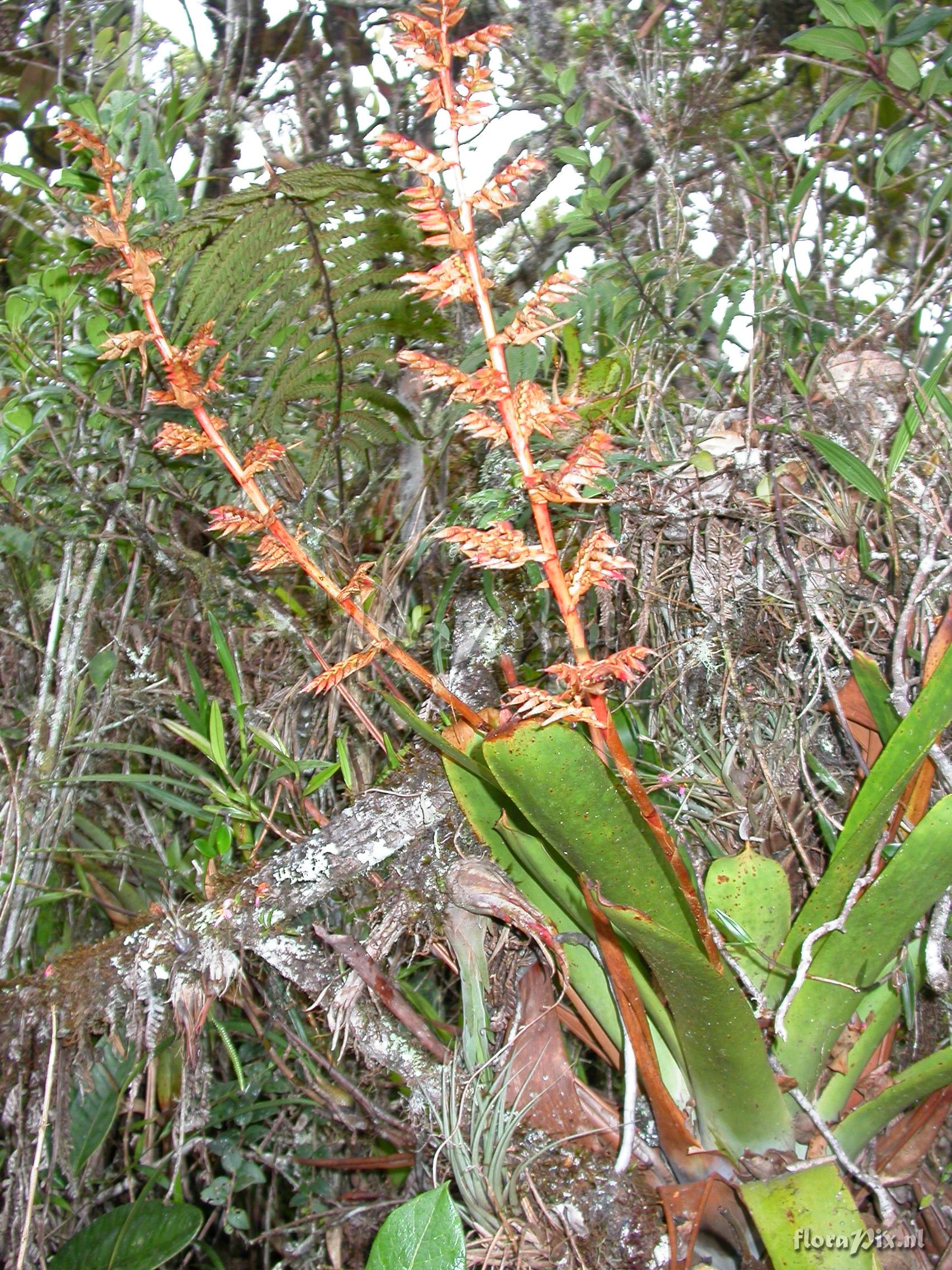 Tillandsia truncata truncata truncata L.B. Sm.