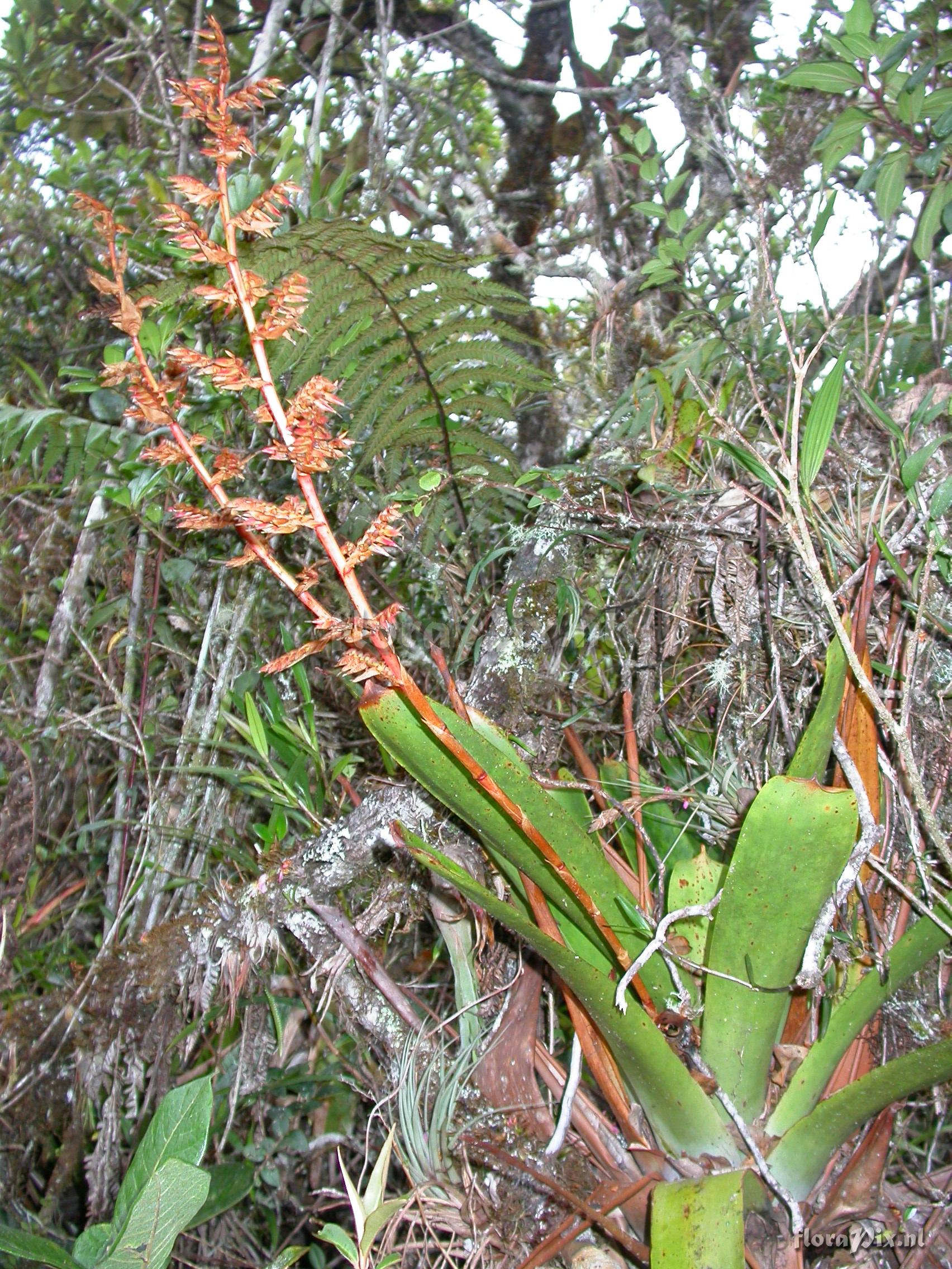 Tillandsia truncata truncata truncata L.B. Sm.