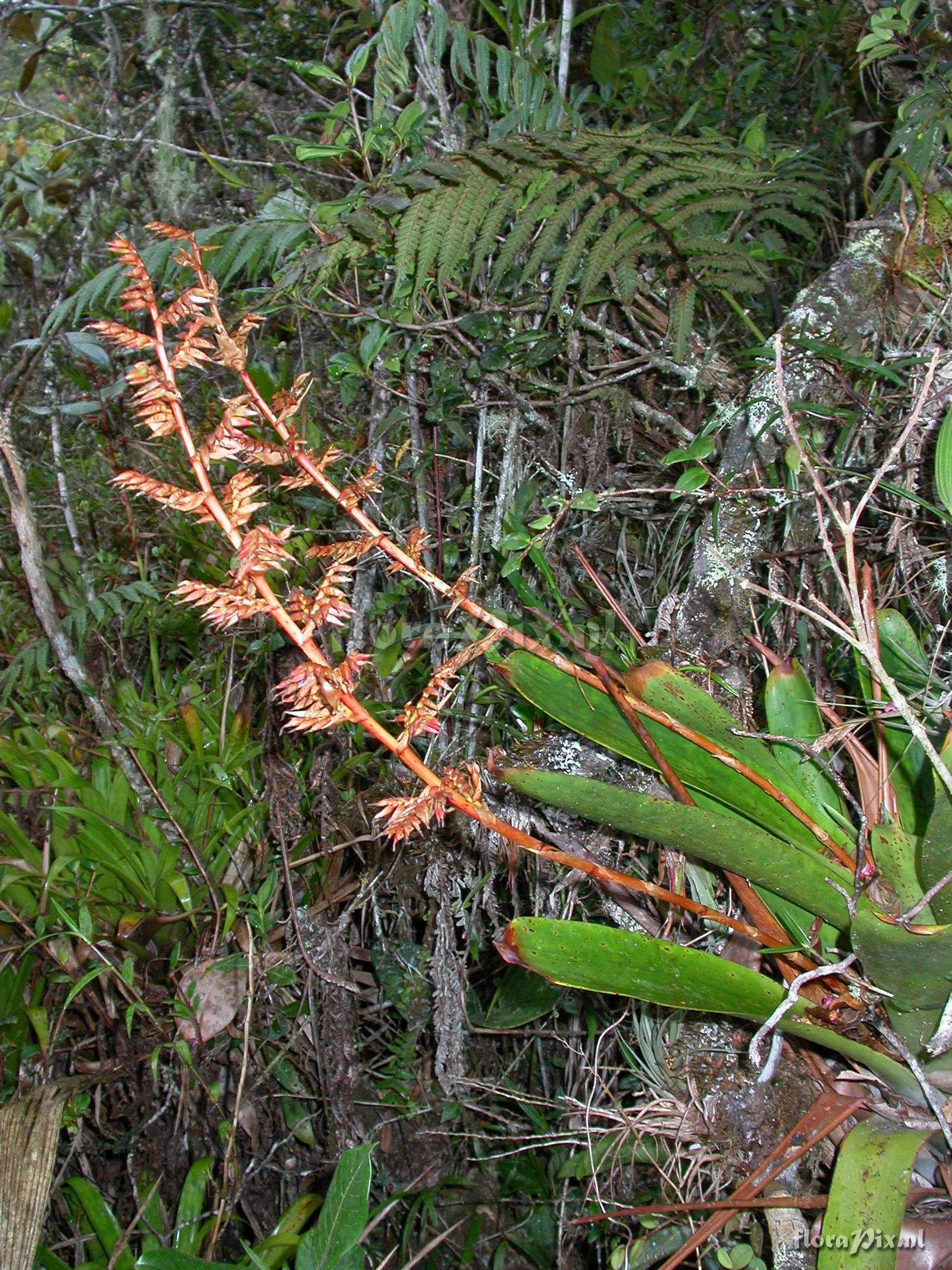 Tillandsia truncata truncata truncata L.B. Sm.