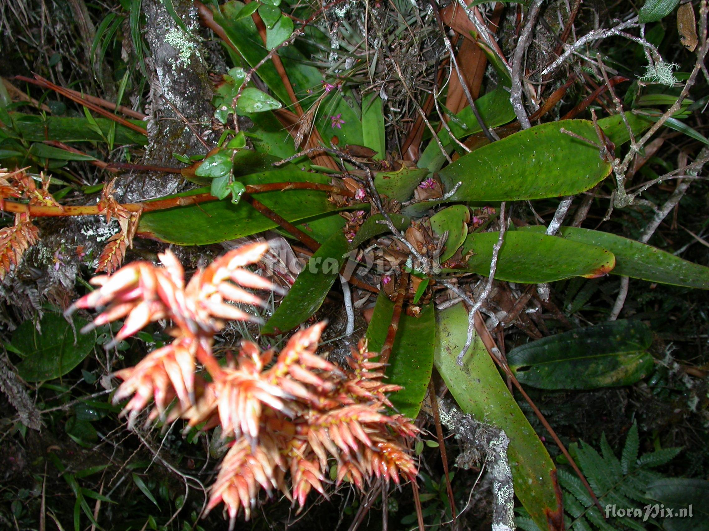 Tillandsia asplundii L.B. Sm.