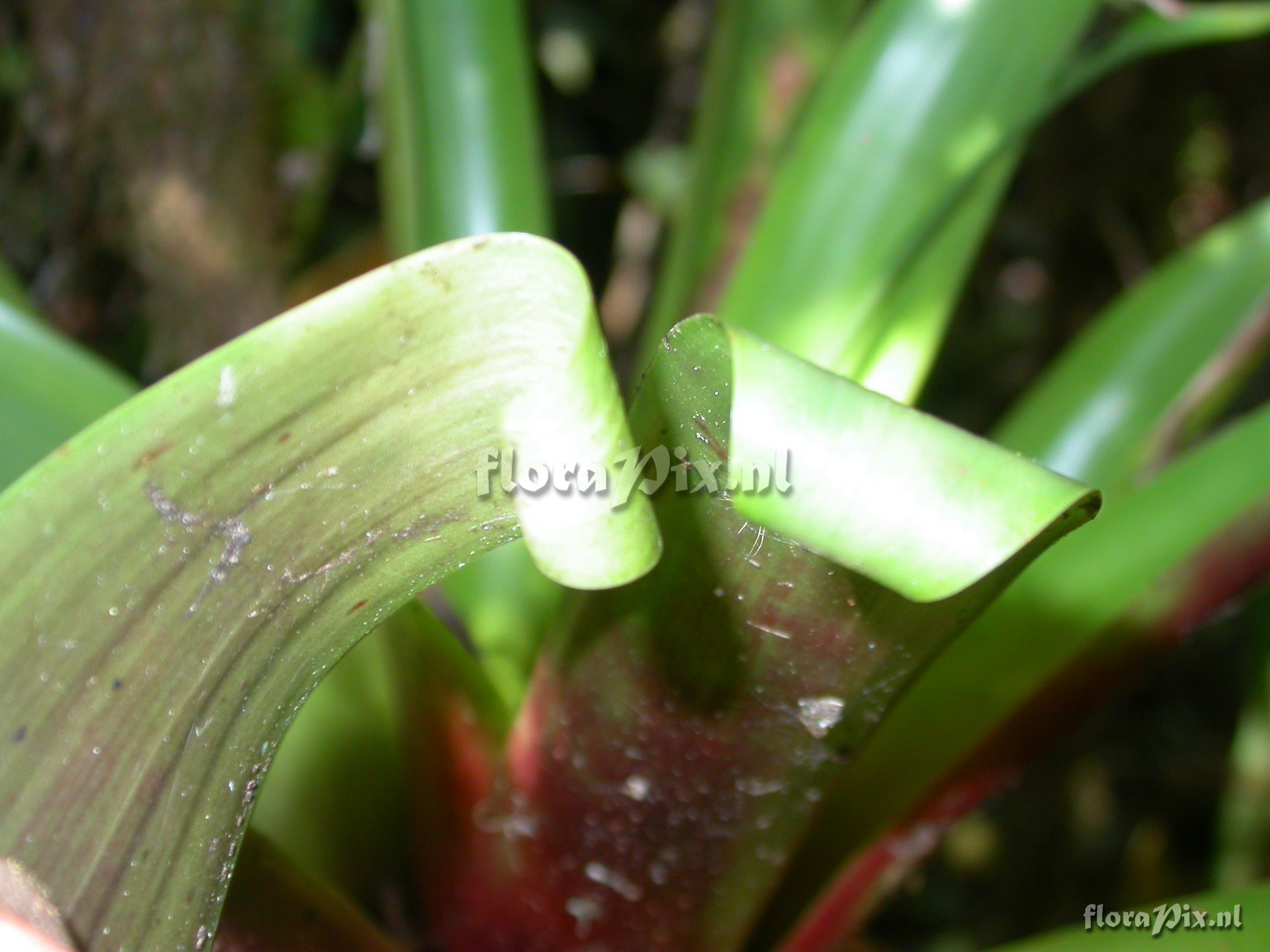 Guzmania  