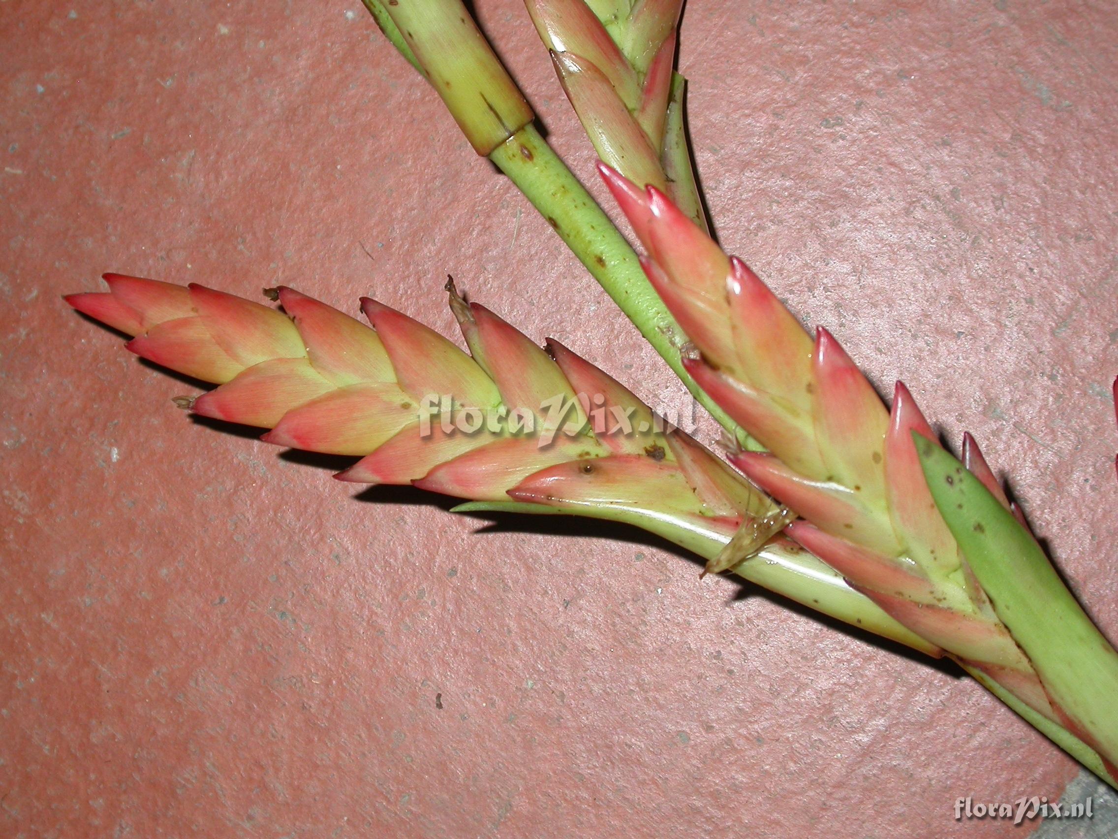 Tillandsia pyramidata Andr