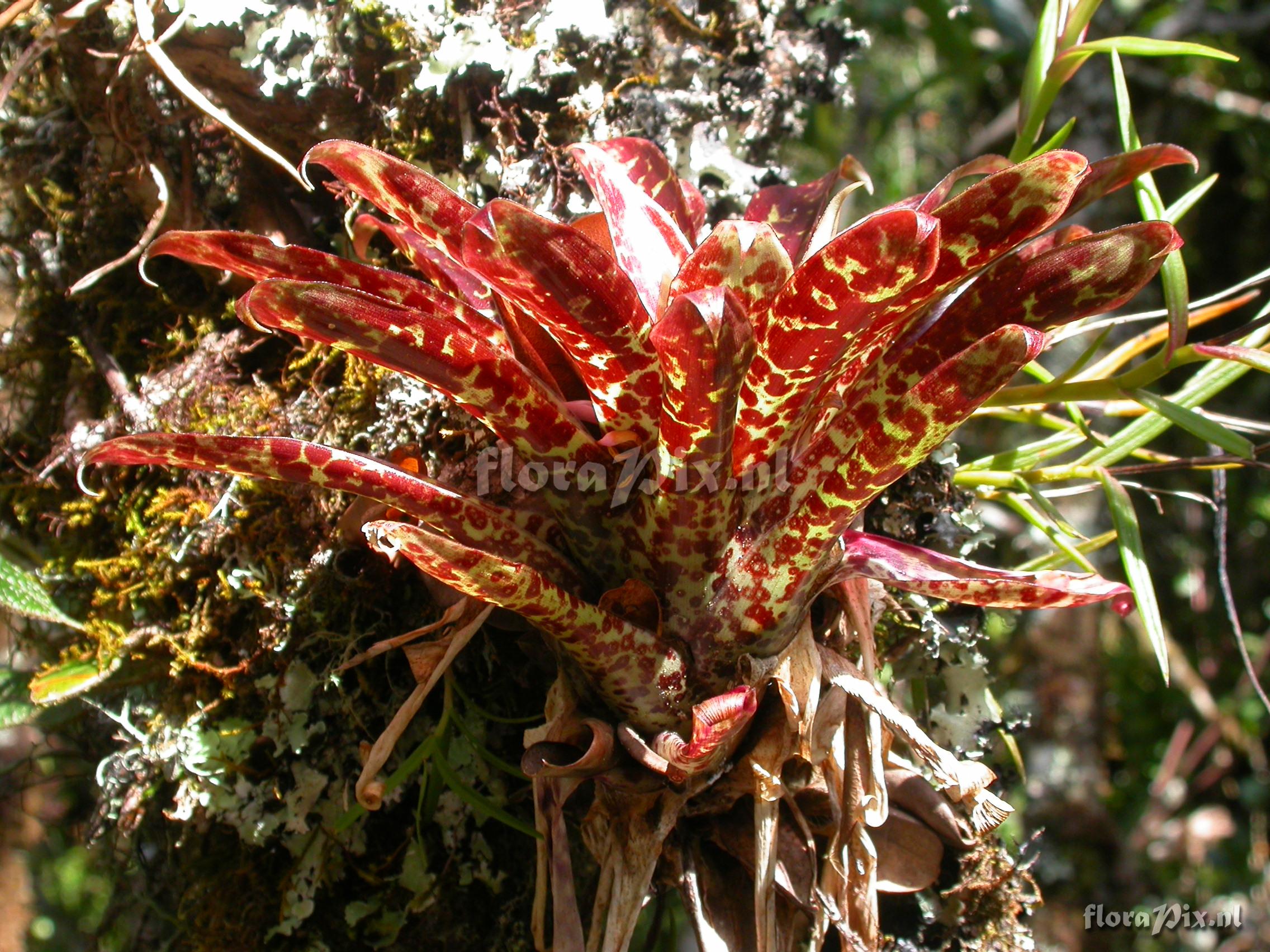 Tillandsia biflora