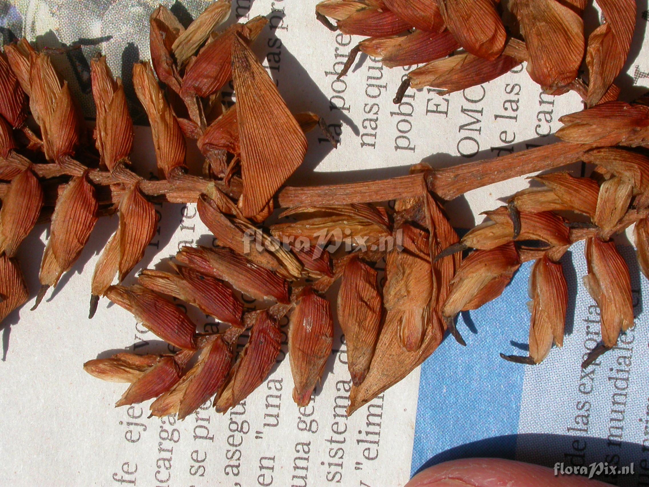 Tillandsia truncata truncata truncata L.B. Sm.