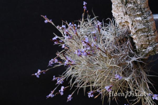 Tillandsia bandensis