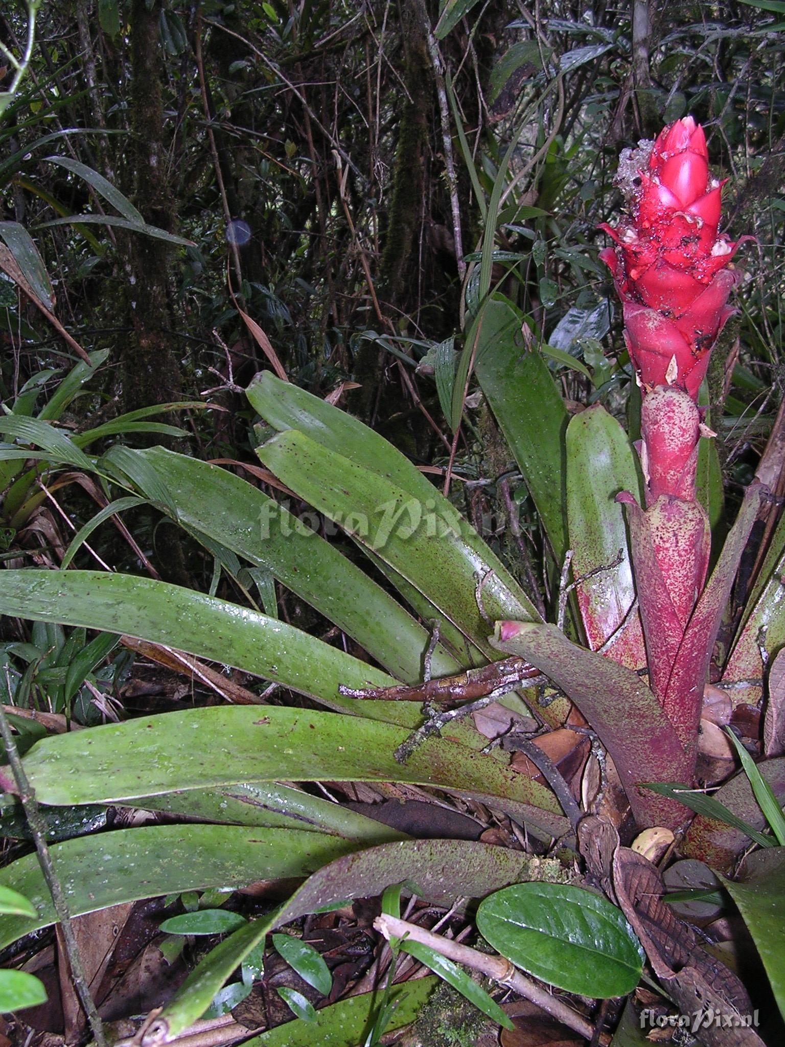 Guzmania cf. variegata L.B. Sm.