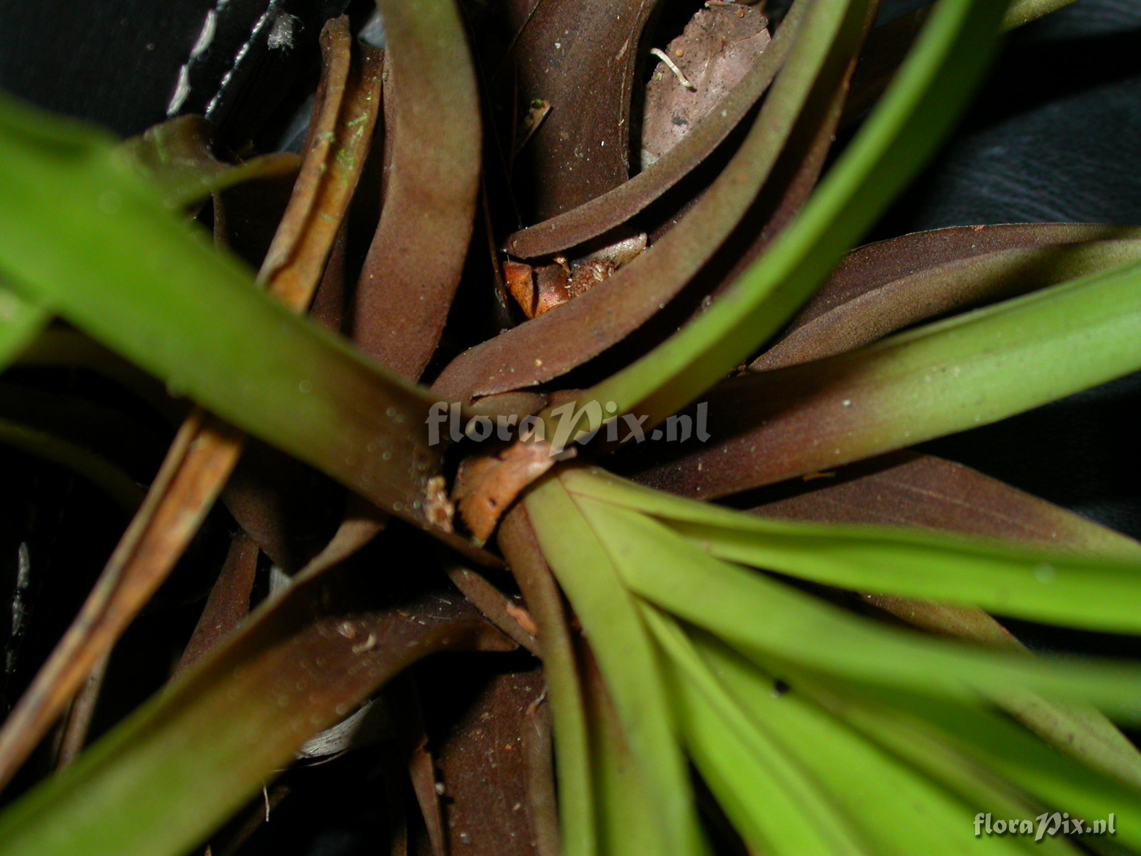 Tillandsia cf. laminata 