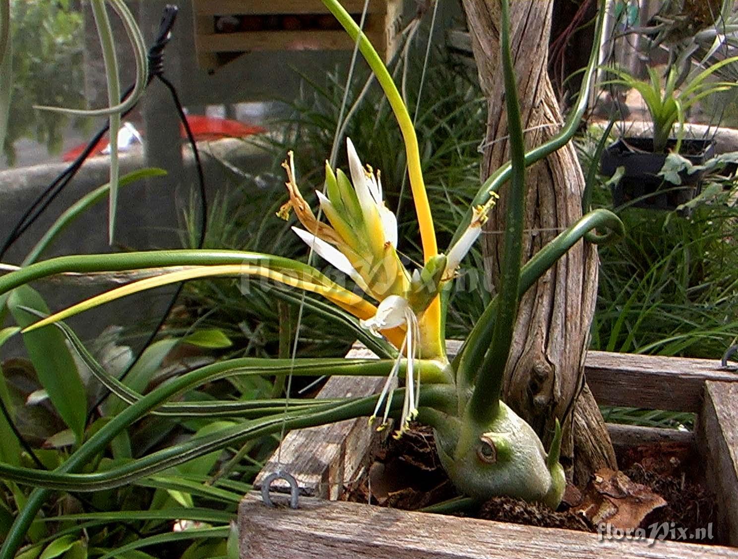 Tillandsia bulbosa alba