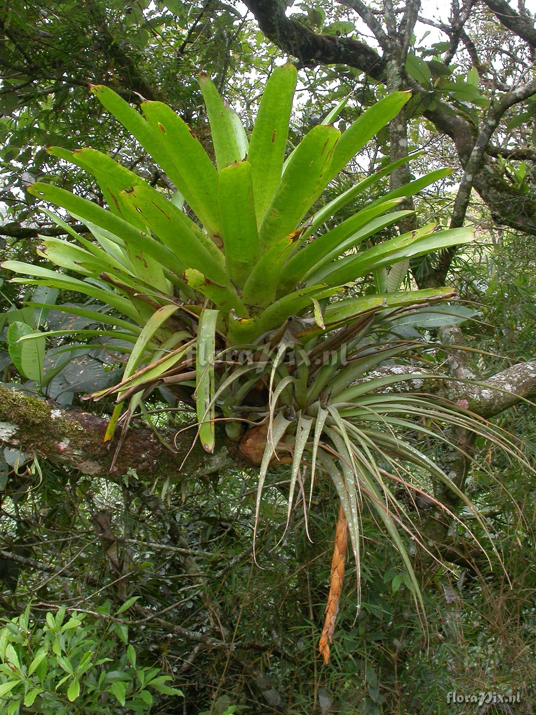 Vriesea tequendamae (Andre)L.B.Sm.