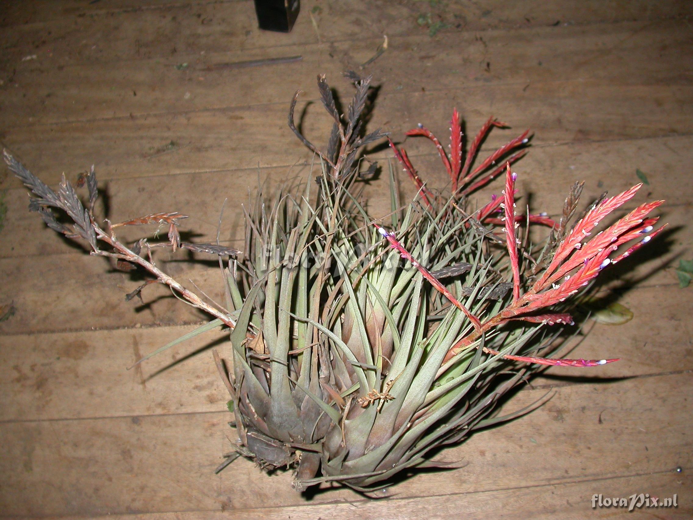 Tillandsia heterandra (Andr) L.B. Sm.