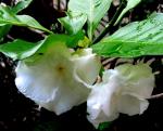 Wrightia sp. Double Flower