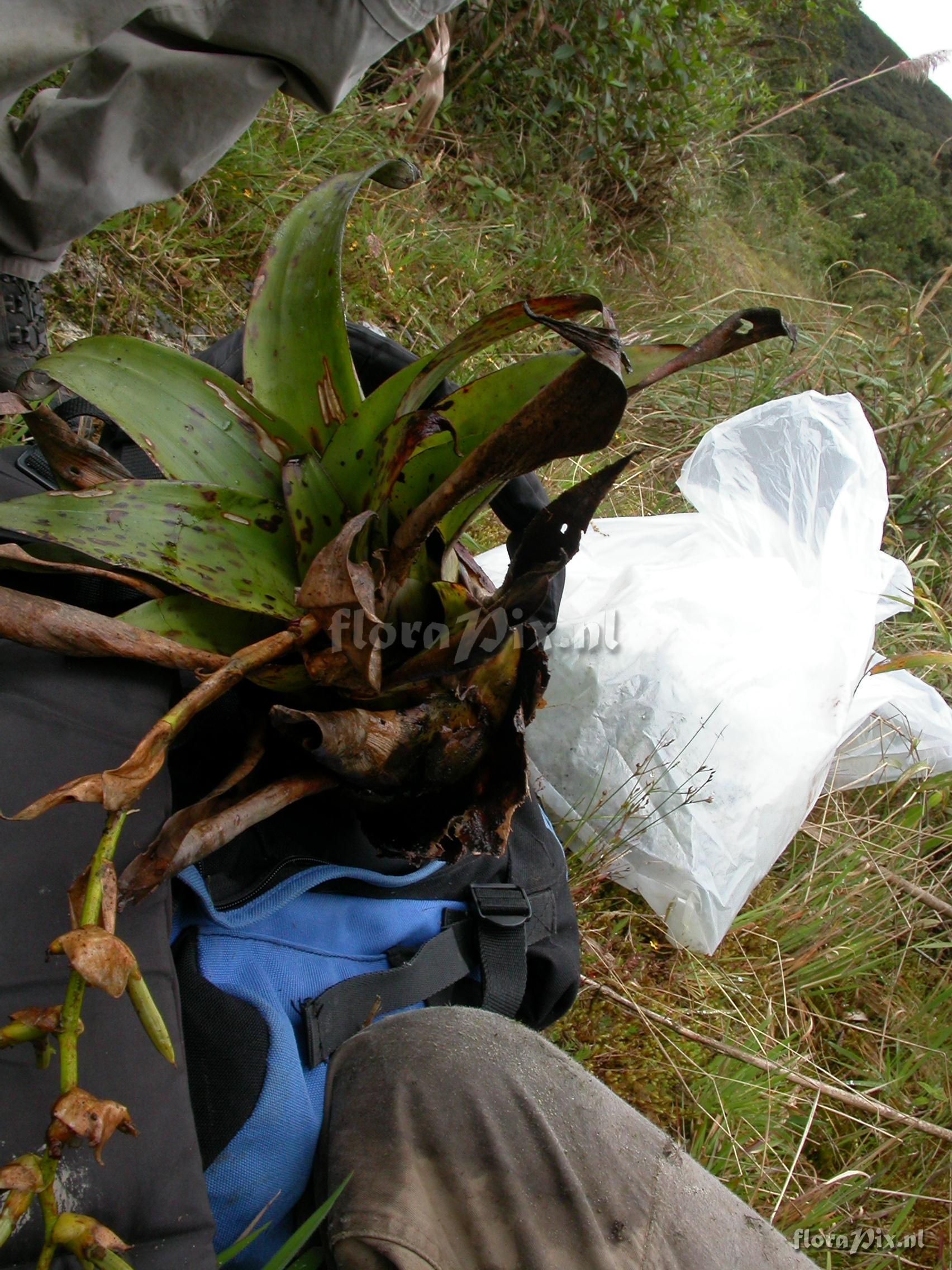 Racinaea tetrantha var. densiflora (Andre) M.A.Spencer&L.B.Sm.