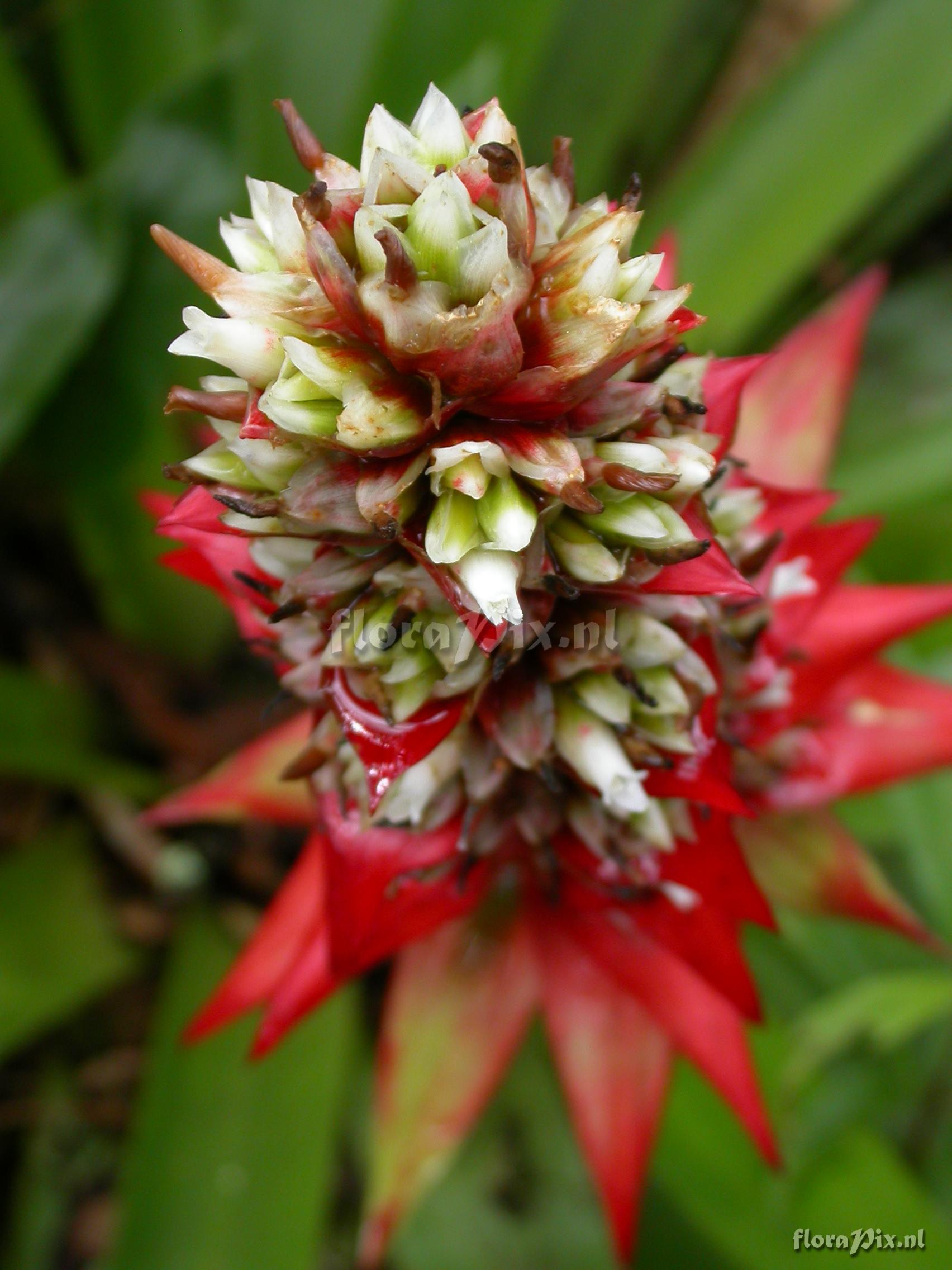 Mezobromelia cf. capituligera 