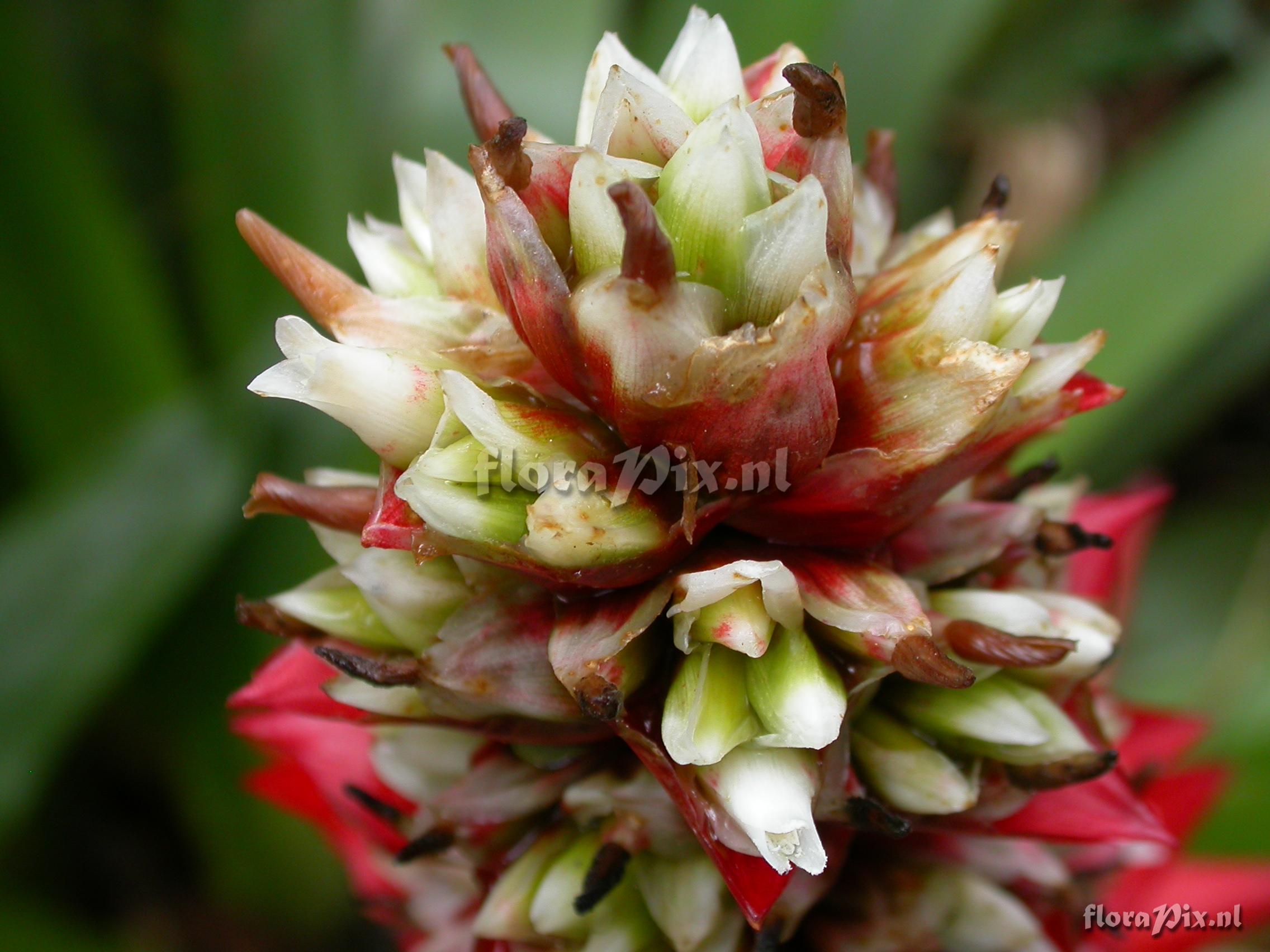 Mezobromelia cf. capituligera 