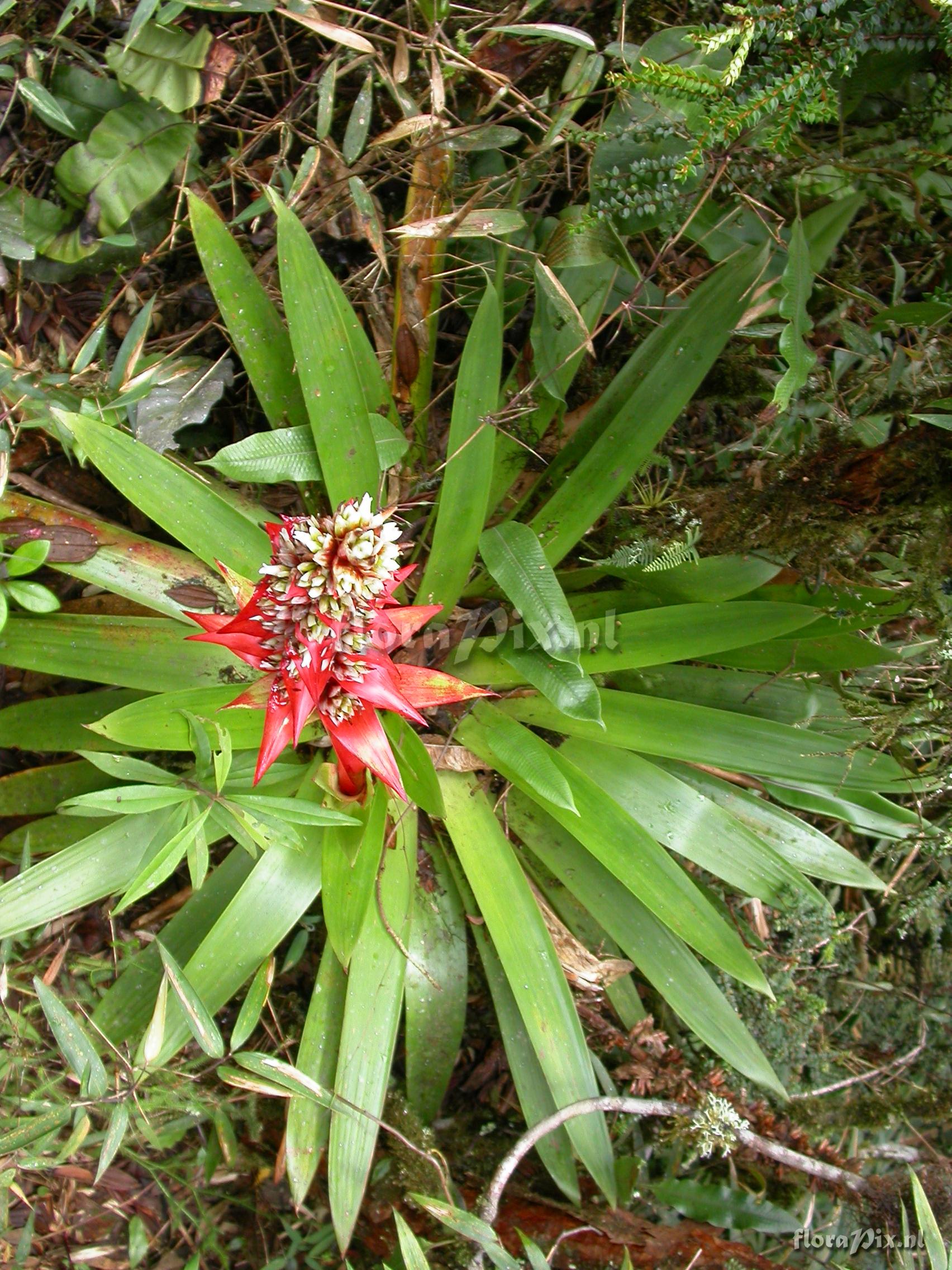 Mezobromelia cf. capituligera 