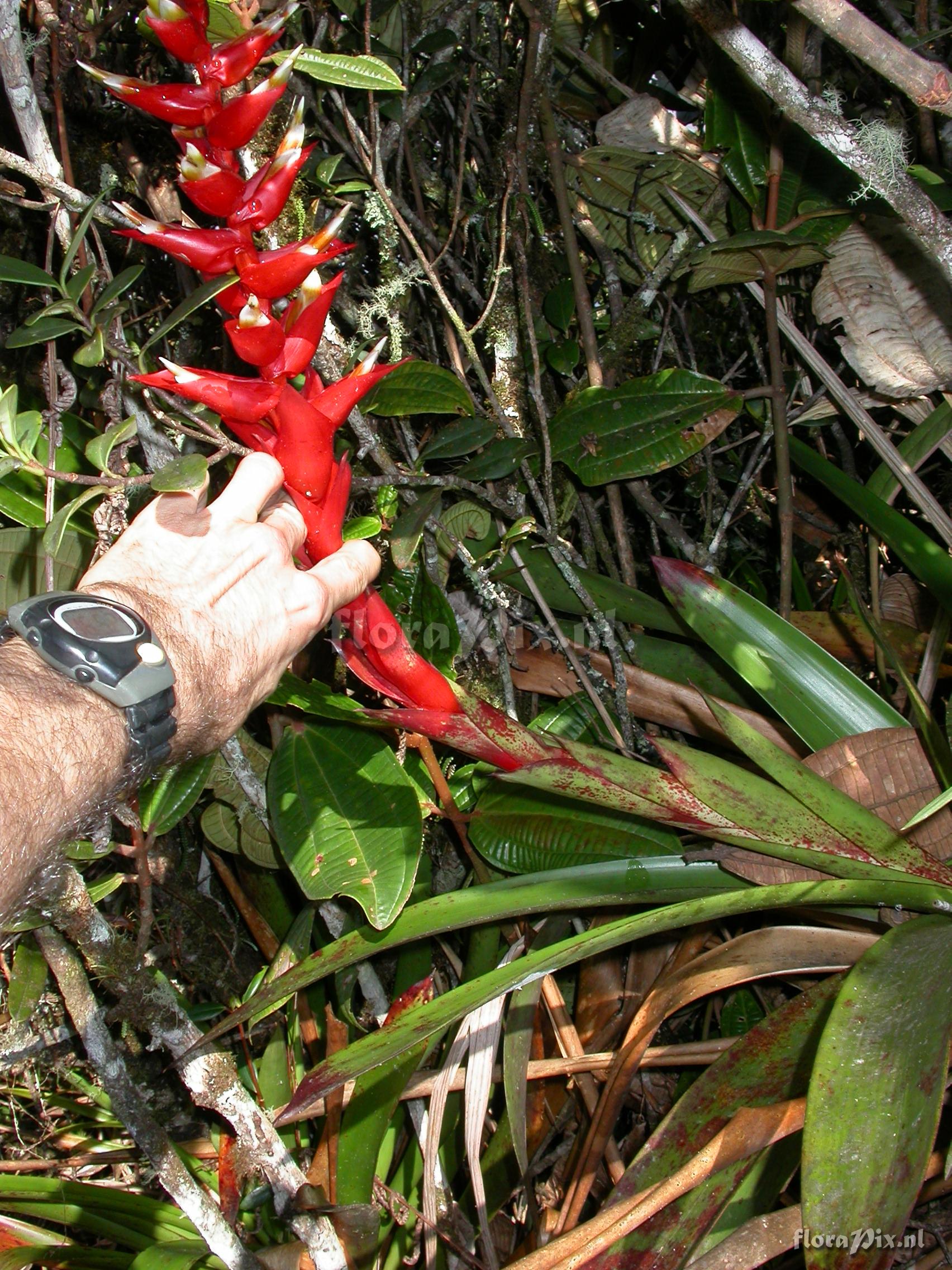 Tillandsia schimperiana 