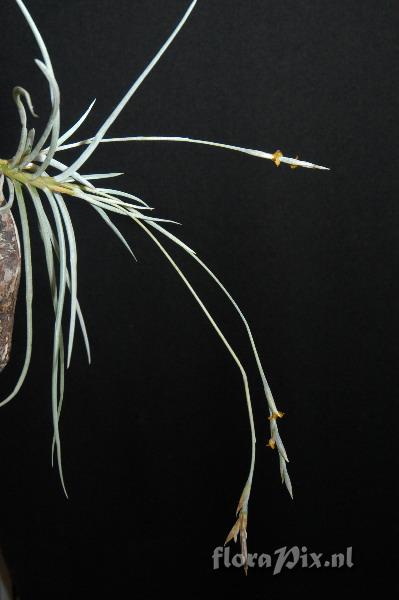 Tillandsia caliginosa