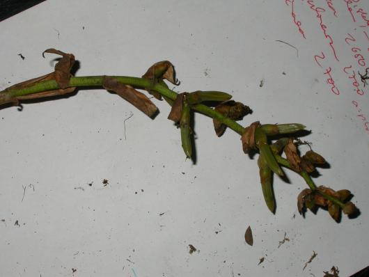 Racinaea tetrantha var. densiflora (Andre) M.A.Spencer&L.B.Sm.