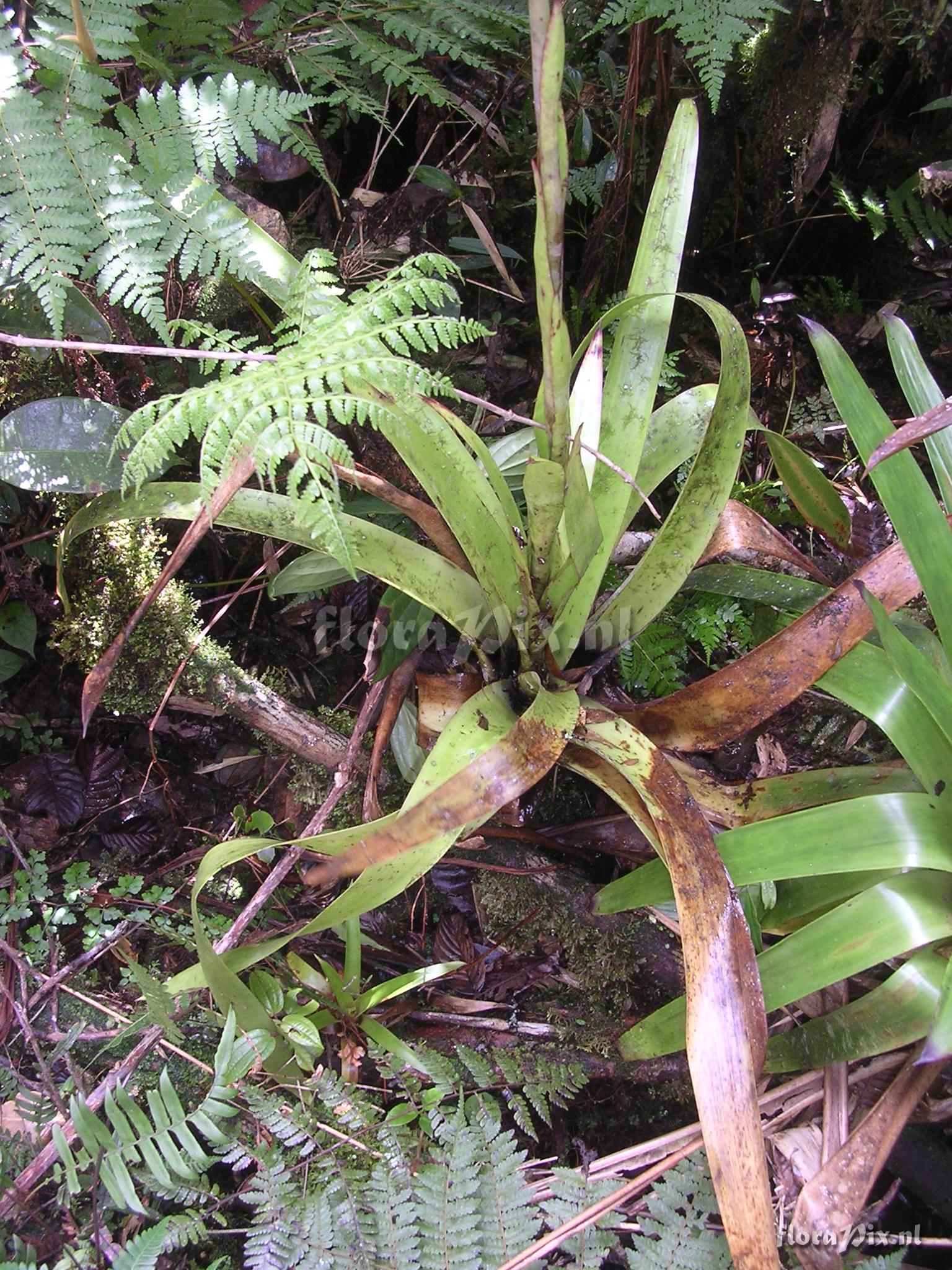 Tillandsia stenoura 