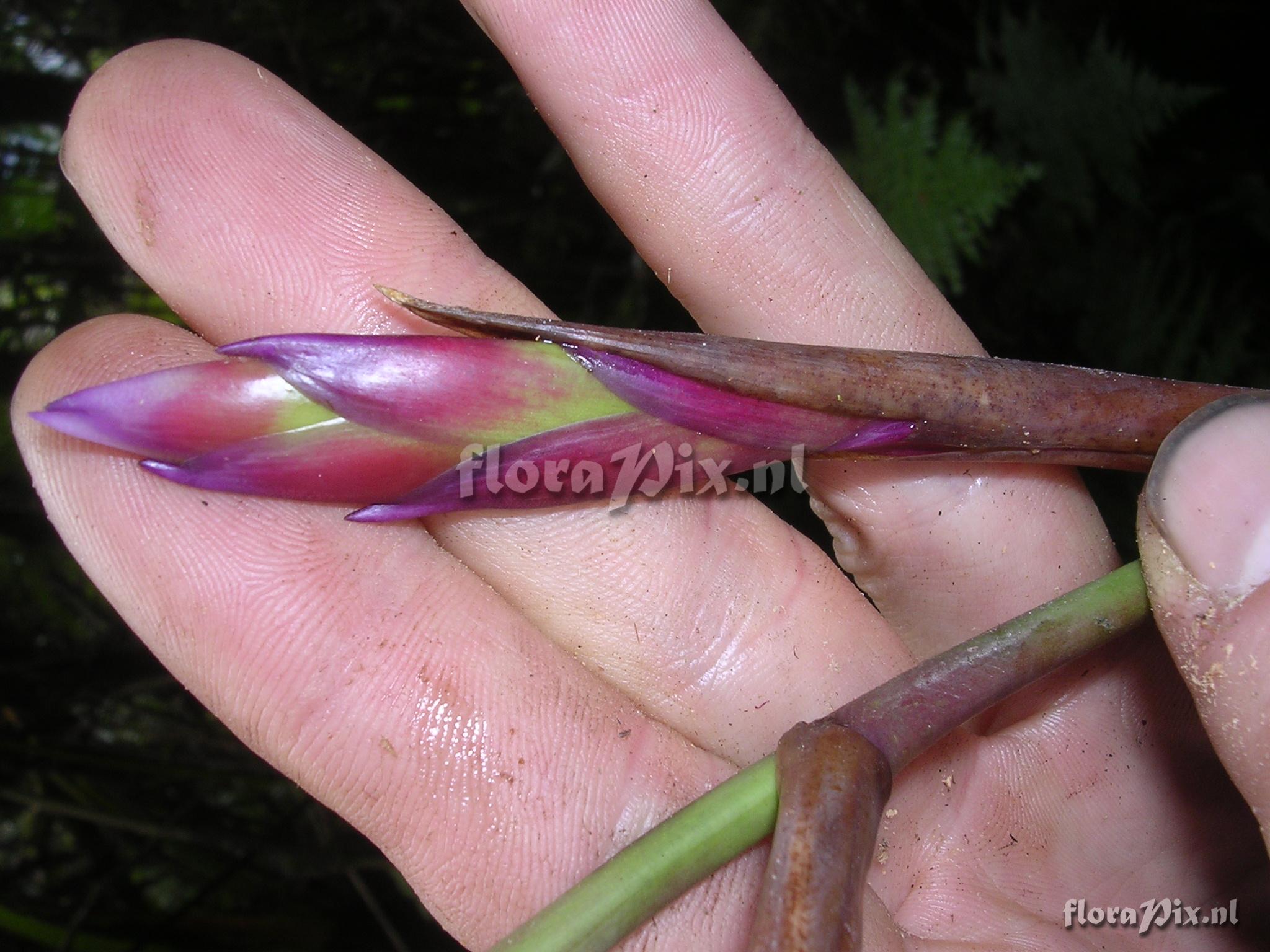 Tillandsia stenoura 