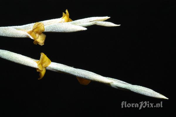 Tillandsia caliginosa