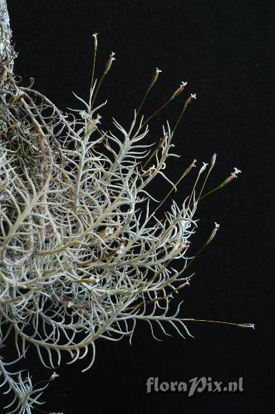 Tillandsia capillaris