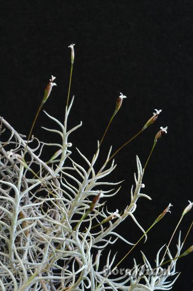 Tillandsia capillaris